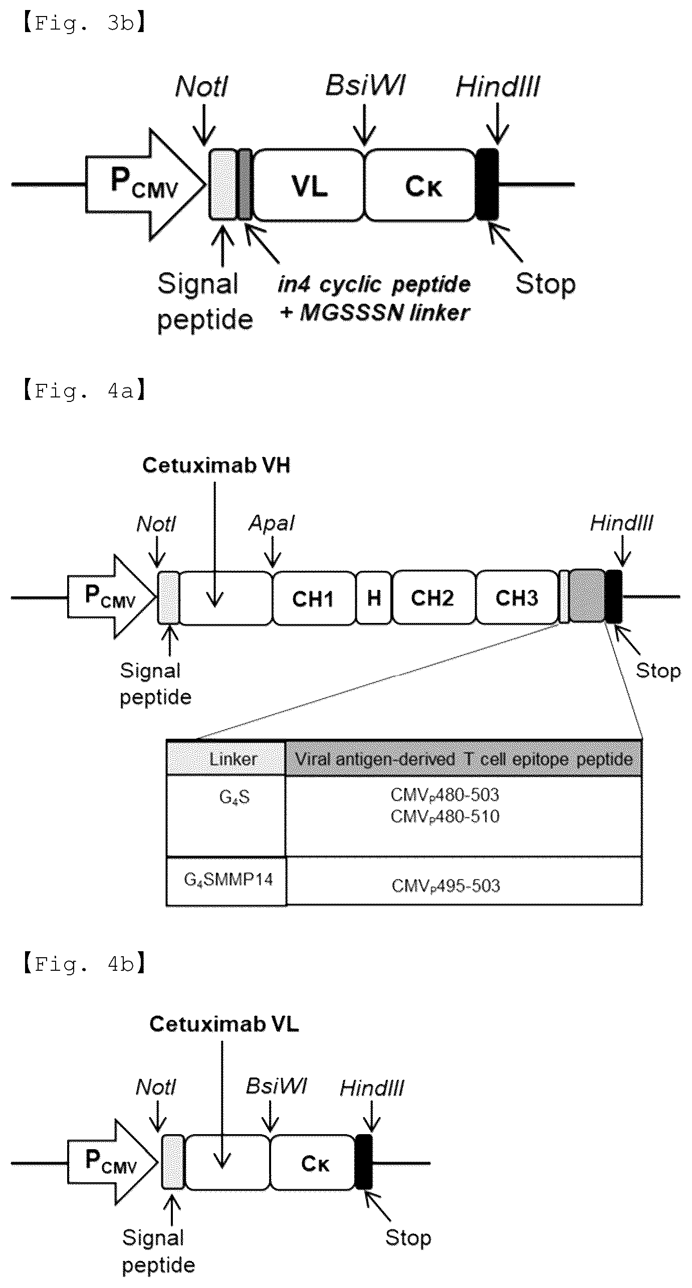 Patent US12551733 Figure 5 – Fusion antibody for presenting antigen-derived T cell antigen epitope or peptide containing same on cell surface, and composition comprising same