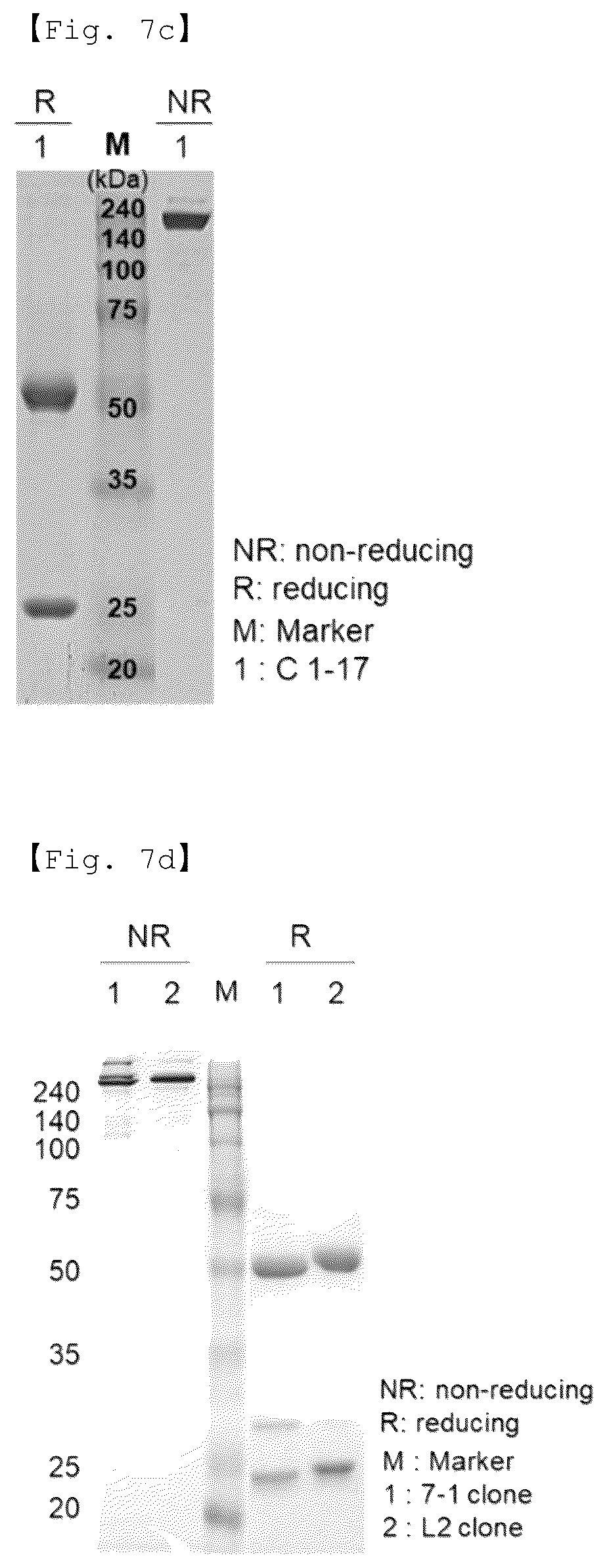 Patent US12551733 Figure 11 – Fusion antibody for presenting antigen-derived T cell antigen epitope or peptide containing same on cell surface, and composition comprising same