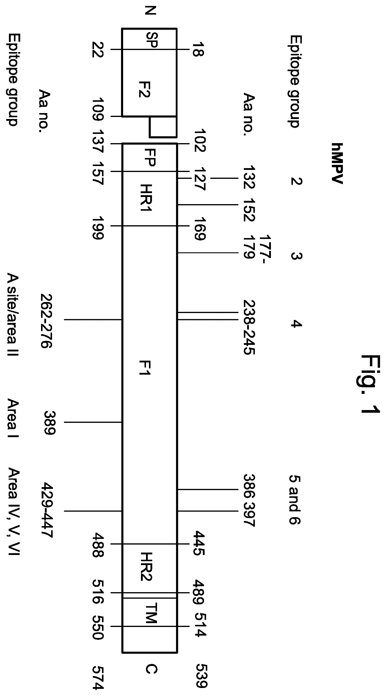 Patent US12551734 — Betacoronavirus mRNA vaccines — Figure 1