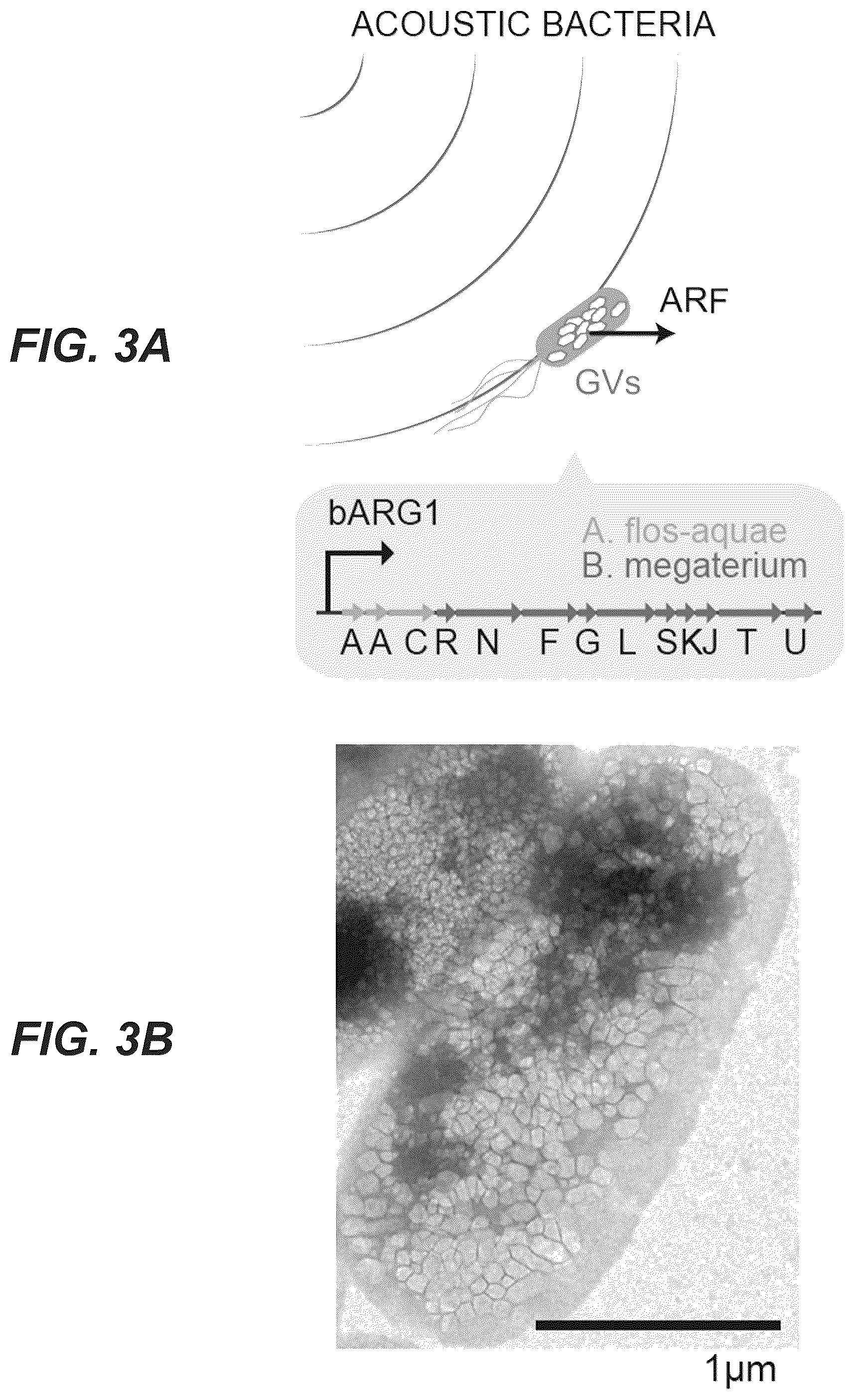 Patent US12551893 Figure 6 – Genetically encoded actuators for acoustic manipulation