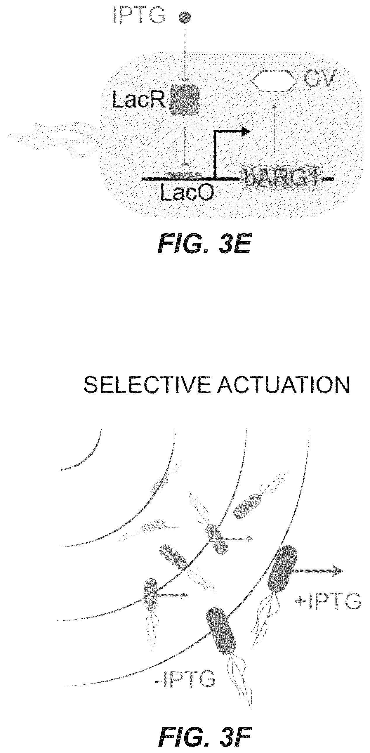 Patent US12551893 Figure 8 – Genetically encoded actuators for acoustic manipulation