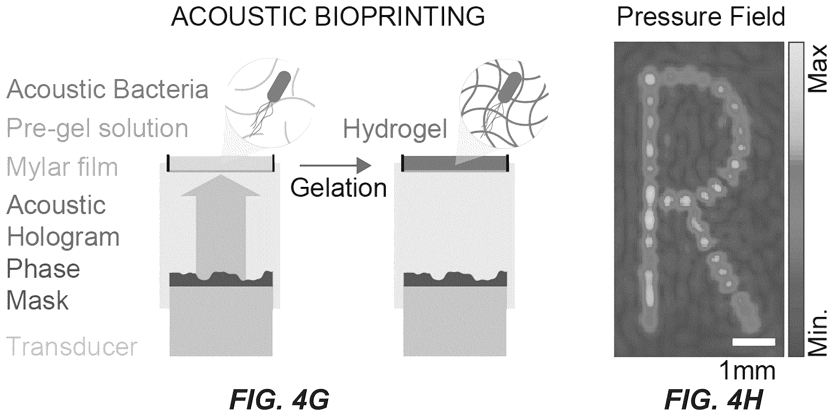 Patent US12551893 Figure 14 – Genetically encoded actuators for acoustic manipulation