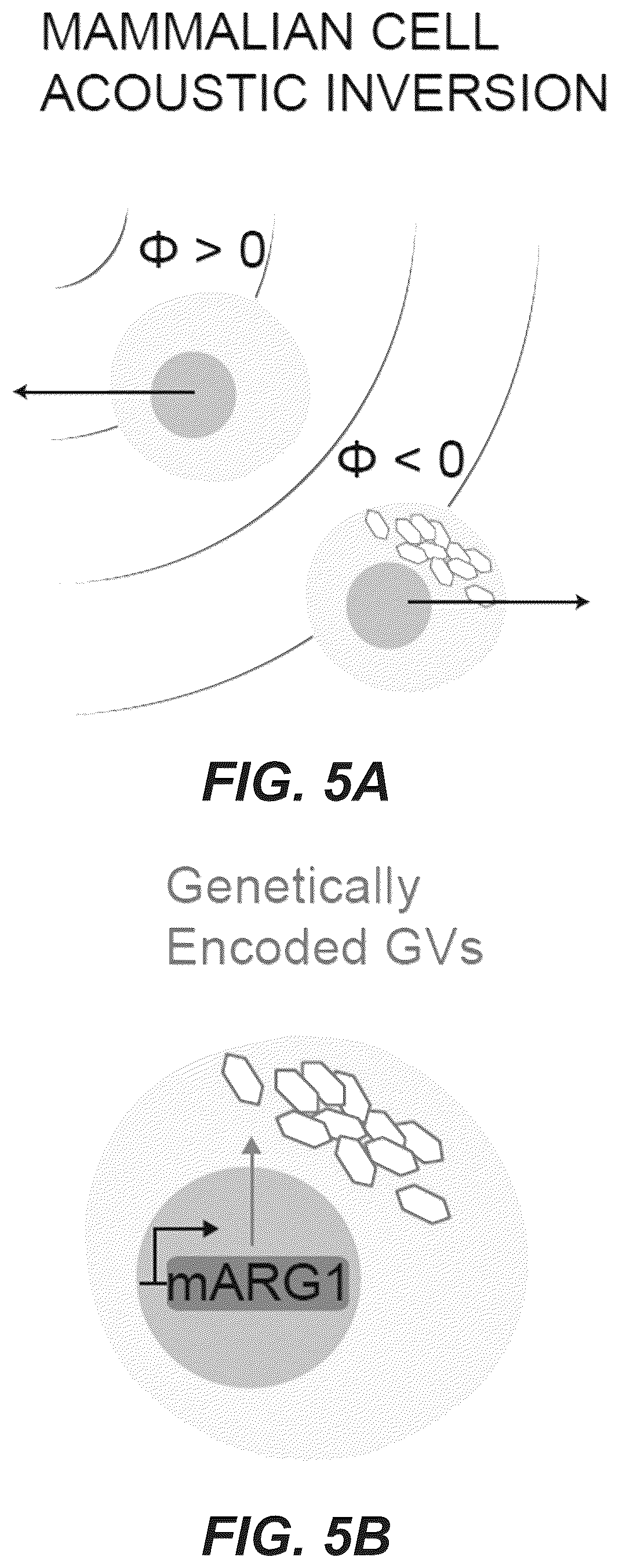 Patent US12551893 Figure 16 – Genetically encoded actuators for acoustic manipulation