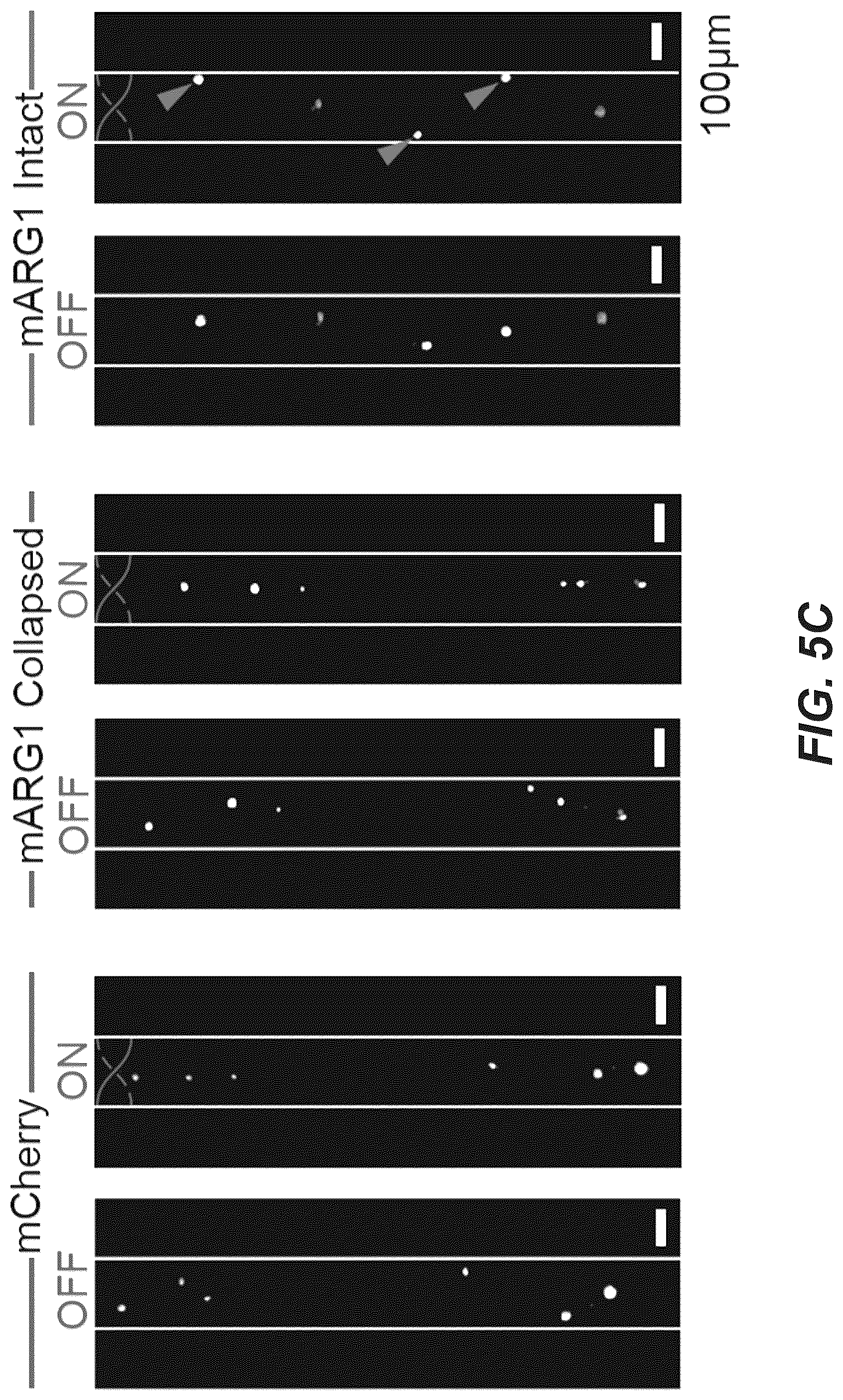 Patent US12551893 Figure 17 – Genetically encoded actuators for acoustic manipulation