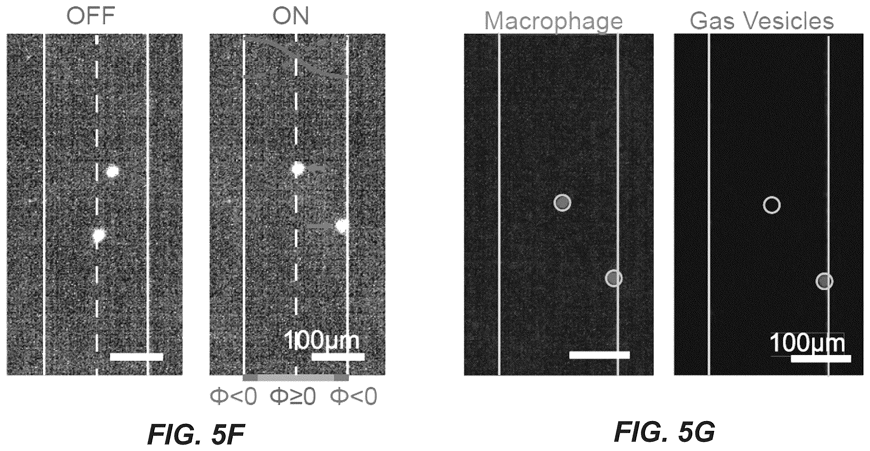 Patent US12551893 Figure 19 – Genetically encoded actuators for acoustic manipulation