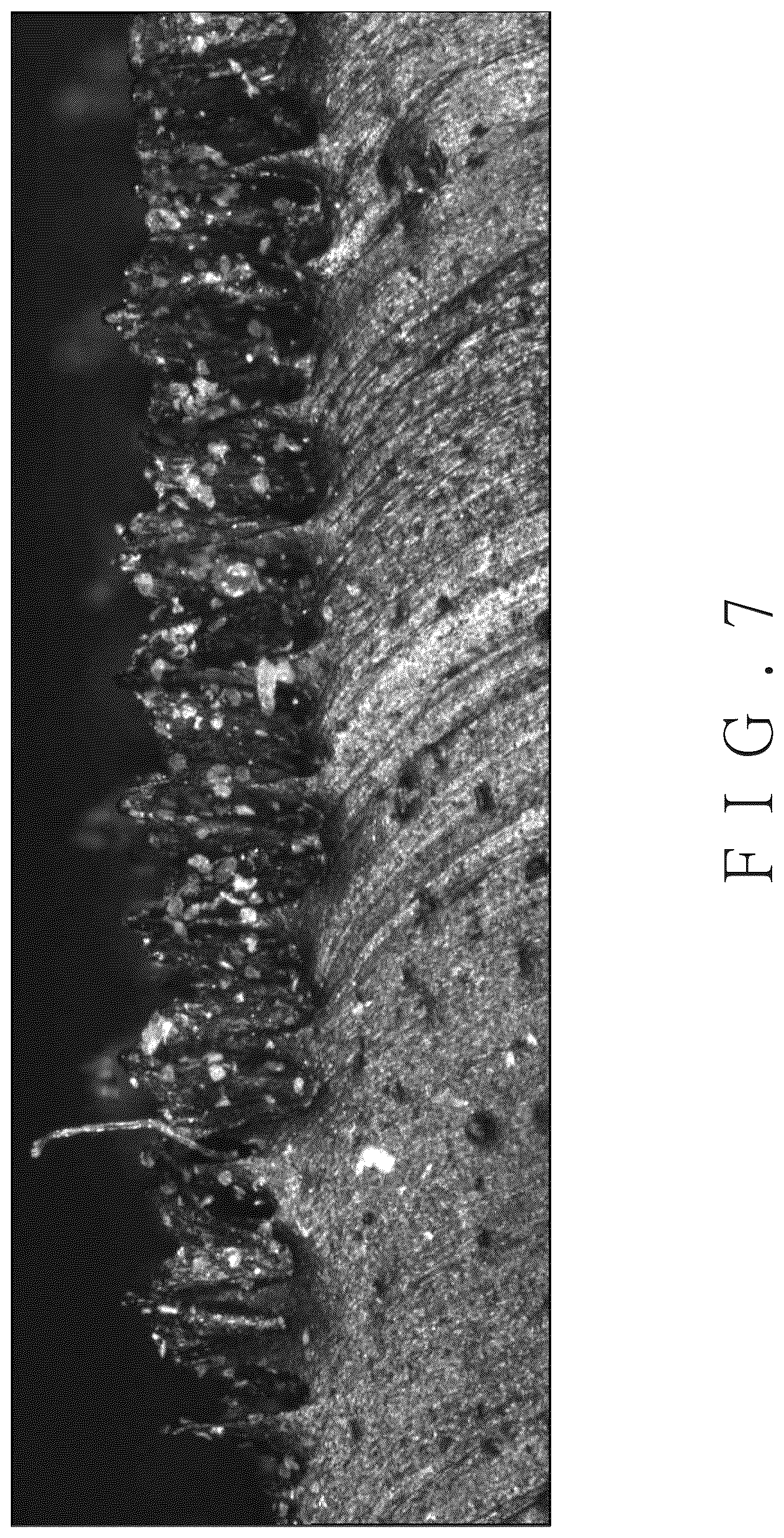 Patent US12552203 Figure 7 – Structure for enhancing sidewall marking contrast and tire with the same