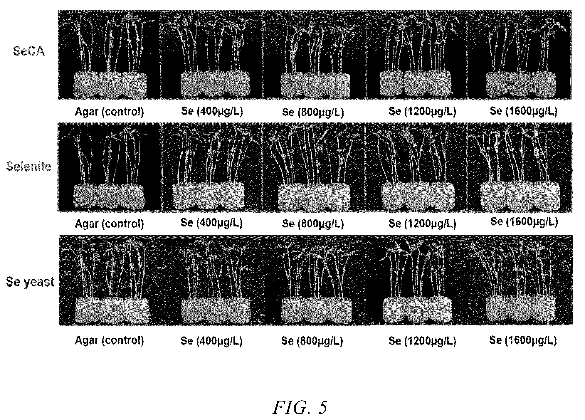 Patent US12552728 Figure 3 – Method for preparing selenium-water-soluble polysaccharide hydrogel and use thereof in selenium enrichment in plants