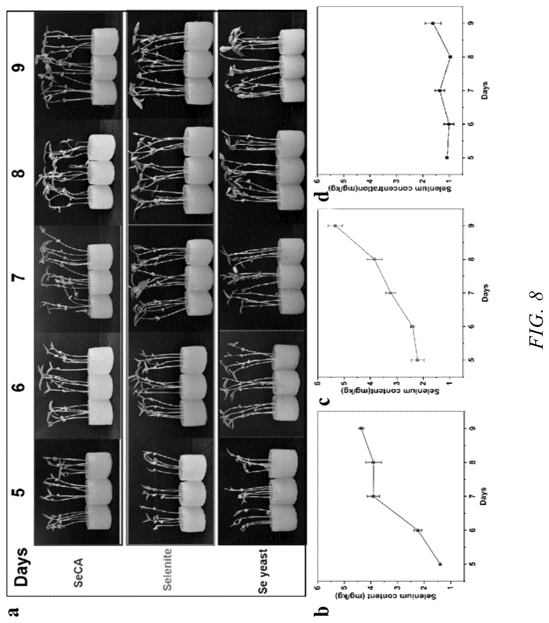 Patent US12552728 Figure 6 – Method for preparing selenium-water-soluble polysaccharide hydrogel and use thereof in selenium enrichment in plants