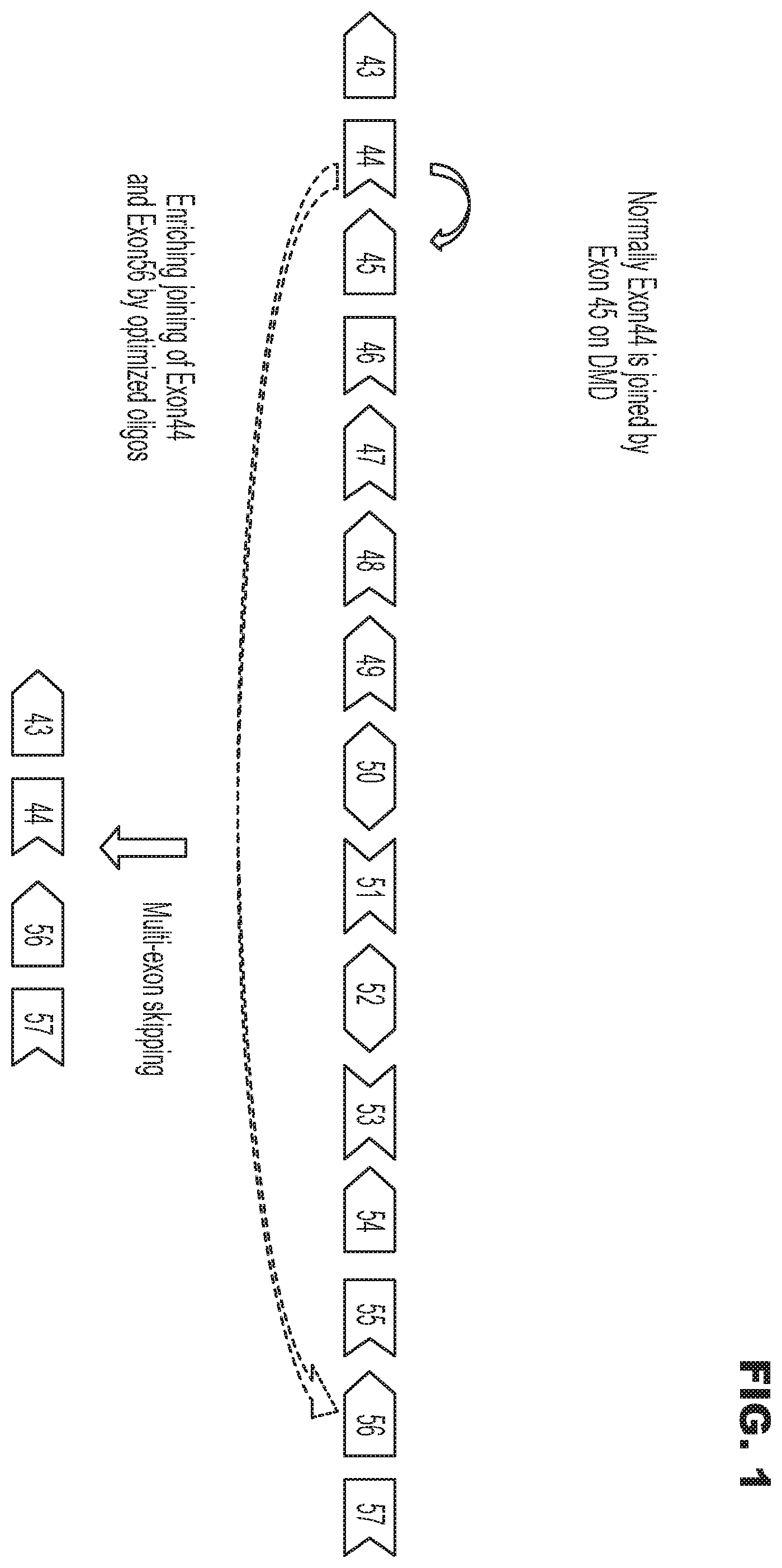 Patent US12552743 Figure 1 – Oligonucleotide compositions and methods of use thereof