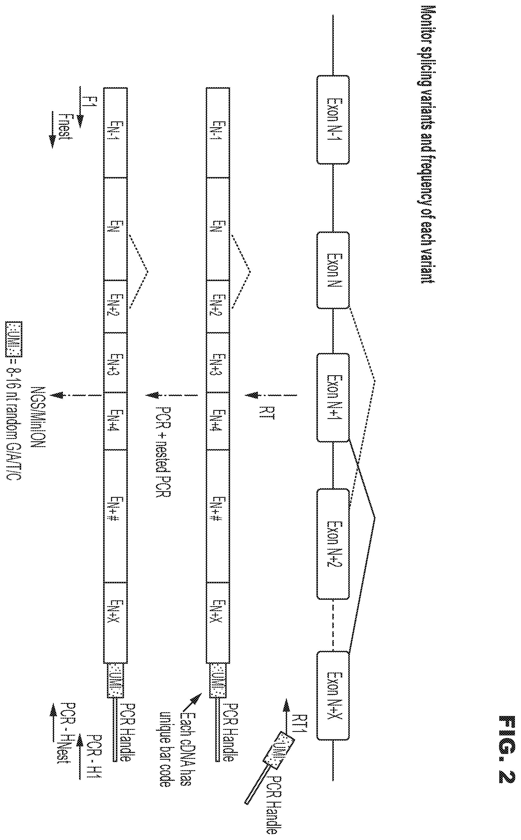 Patent US12552743 Figure 2 – Oligonucleotide compositions and methods of use thereof