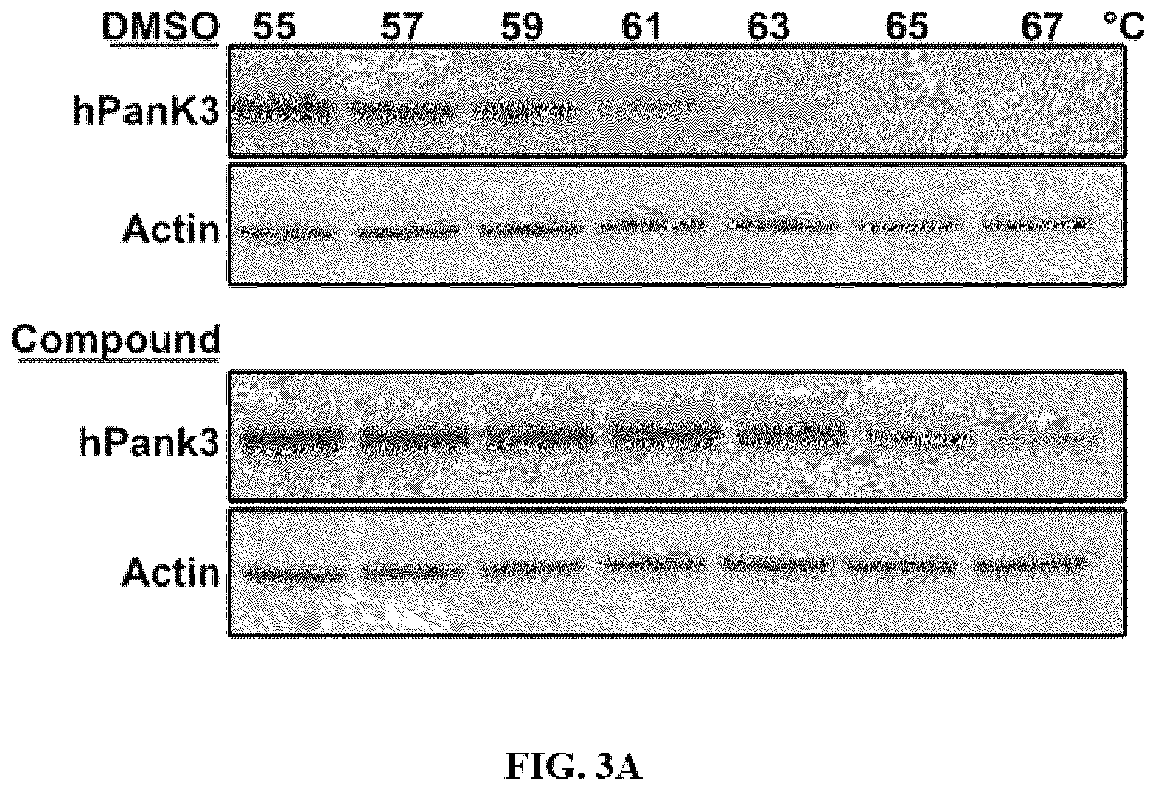 Patent US12552765 Figure 3 – Small molecule modulators of pantothenate kinases