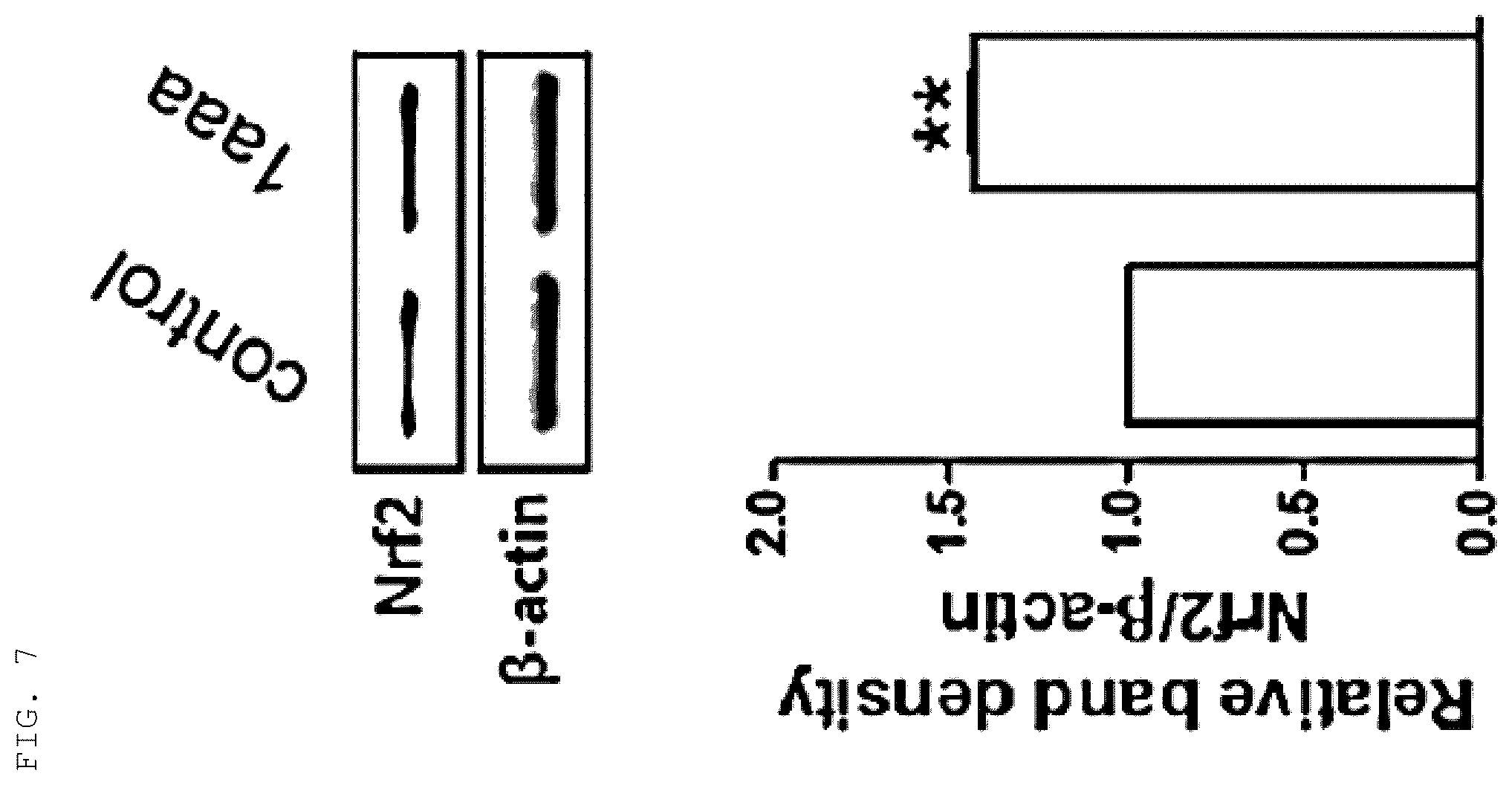 Patent US12552779 Figure 5 – 1-alkyl-5-arylidene-2-selenoxoimidazolidine-4-on and derivative thereof, preparation method therefor, and composition comprising same for preventing, alleviating or treating neurodegenerative diseases