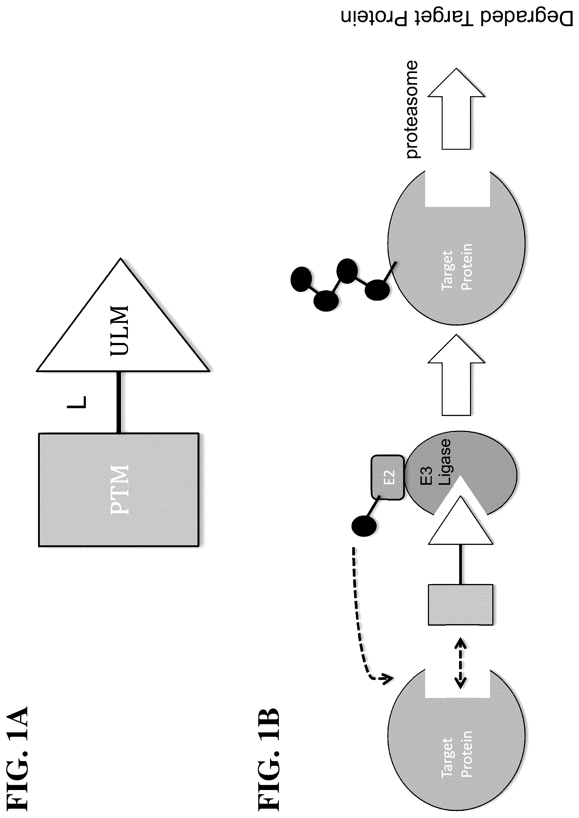 Patent US12552783 Figure 1 – Modulators of proteolysis and associated methods of use