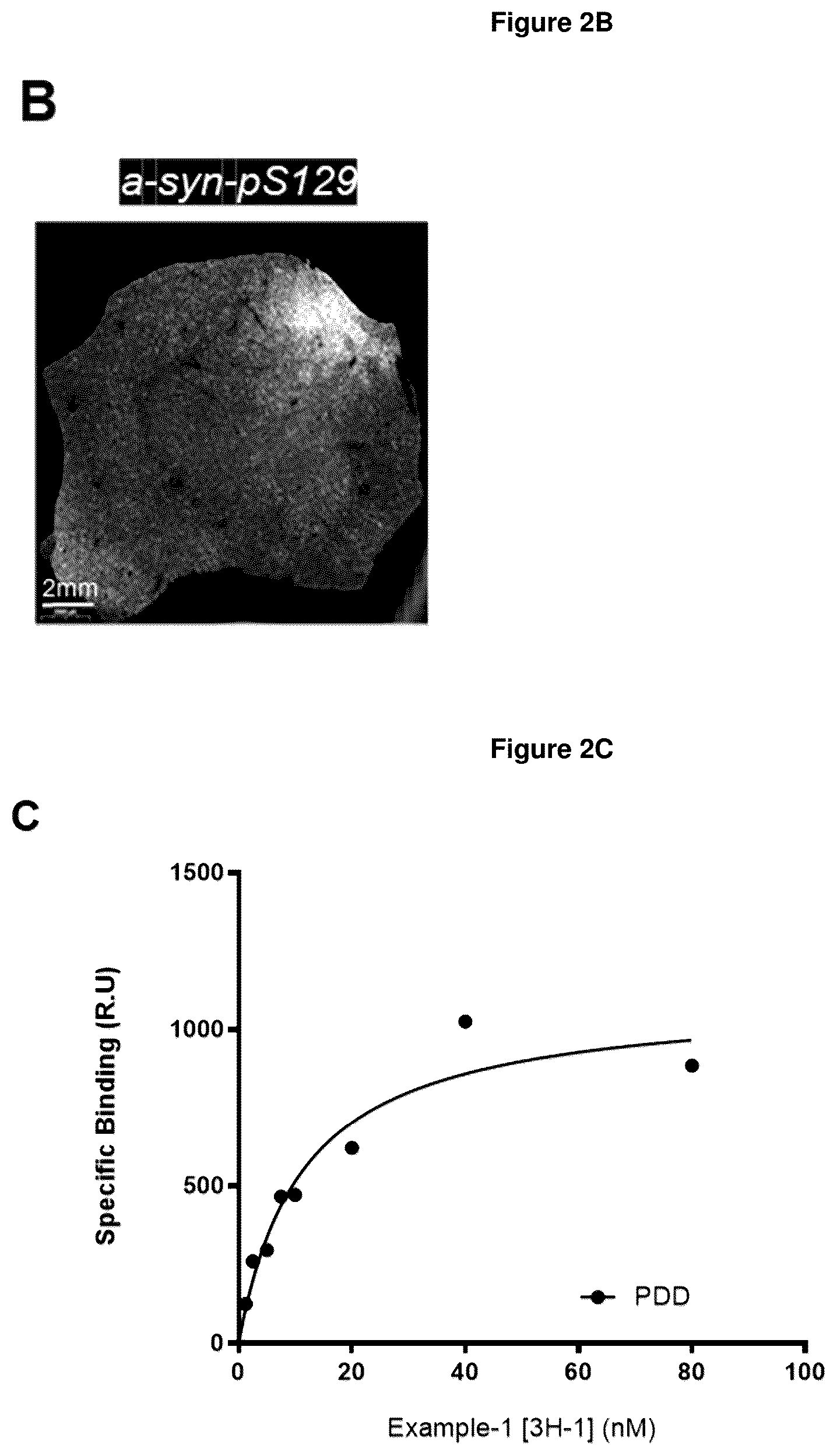 Patent US12552800 Figure 3 – Compounds for diagnosis