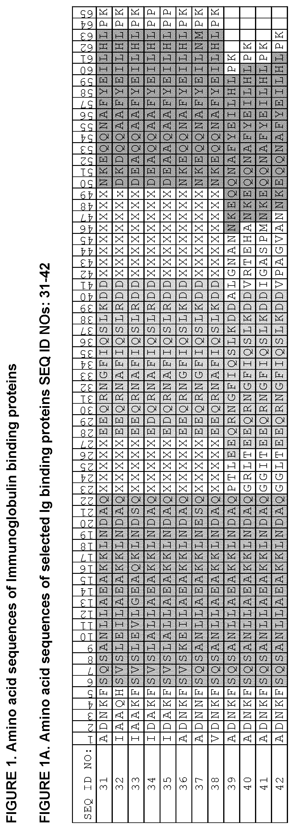 Patent US12552832 Figure 1 – Immunoglobulin binding polypeptides