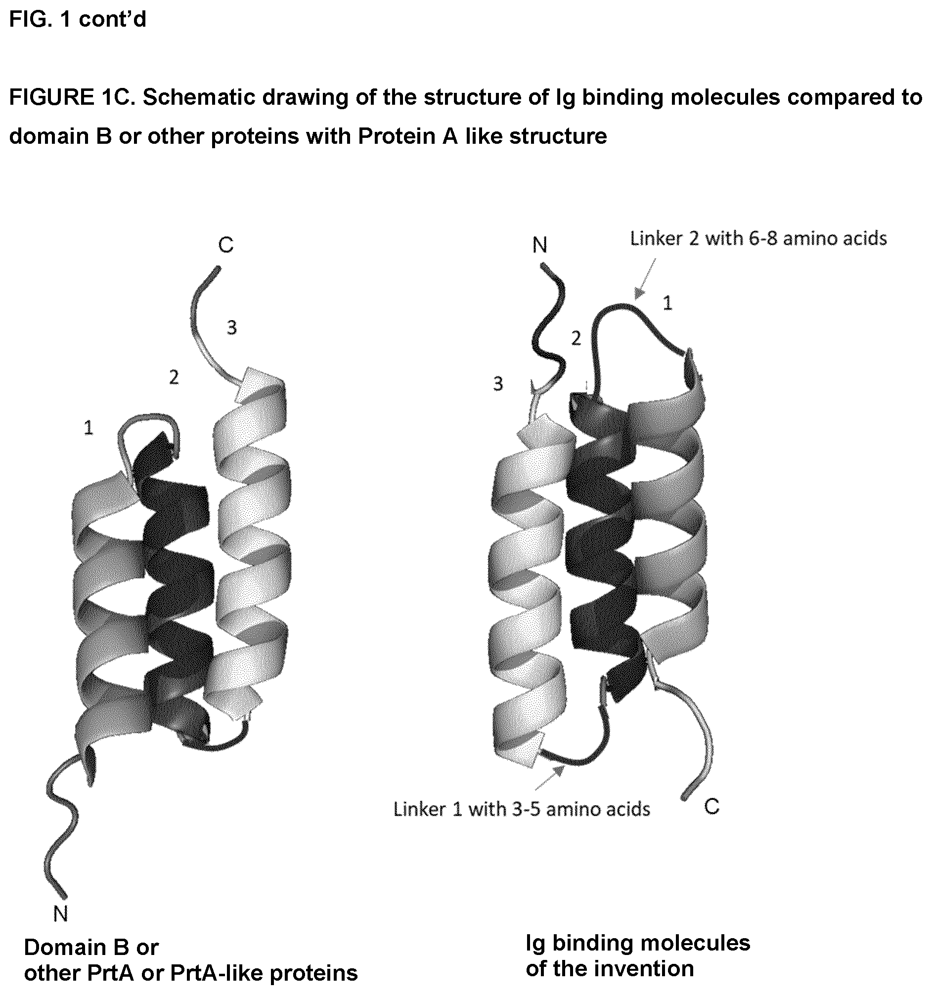 Patent US12552832 Figure 3 – Immunoglobulin binding polypeptides