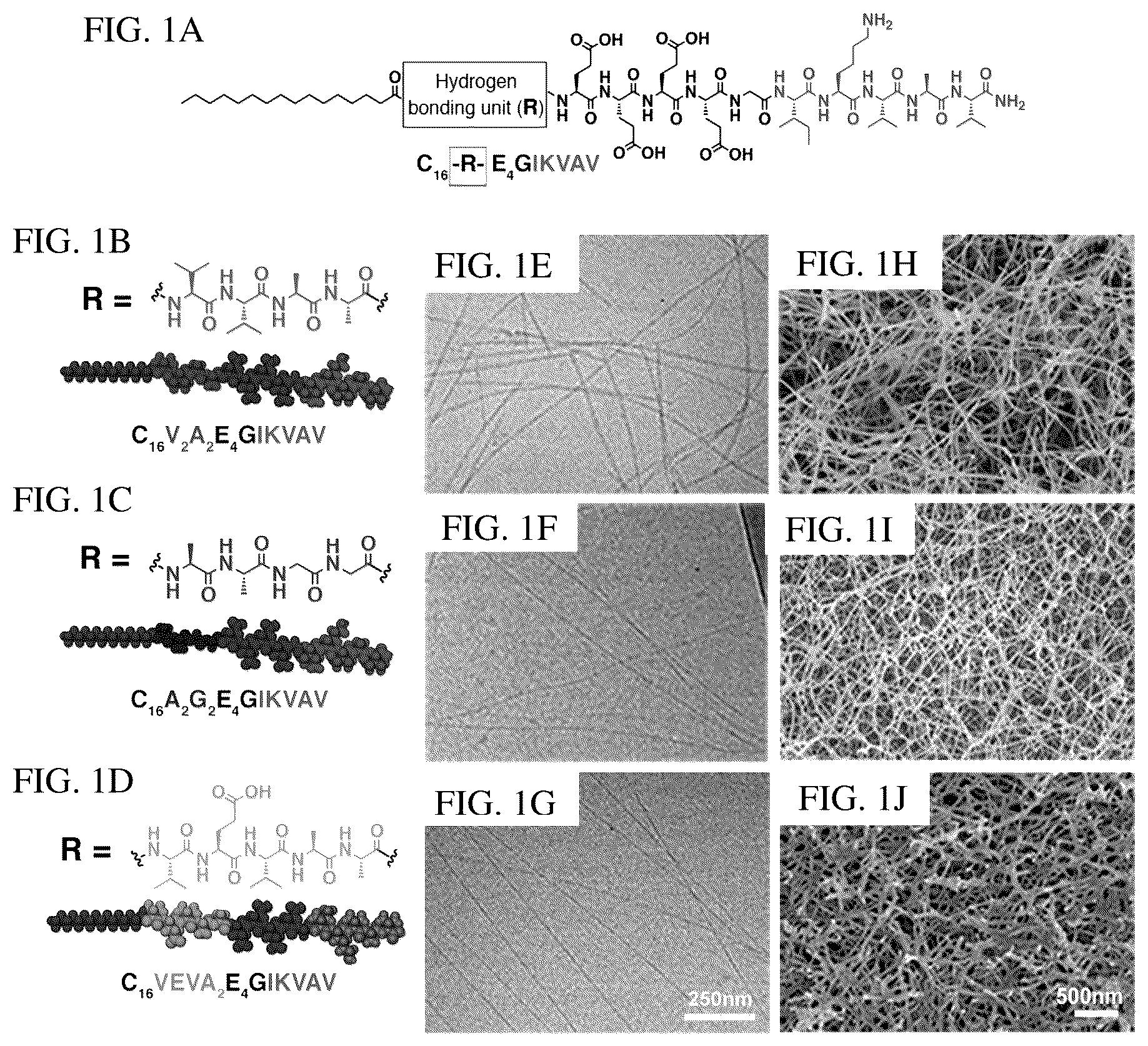 Patent US12552833 Figure 1 – Dynamics within supramolecuar IKVAV matrices enhance functional maturation of human IPSCS-derived neurons and regeneration