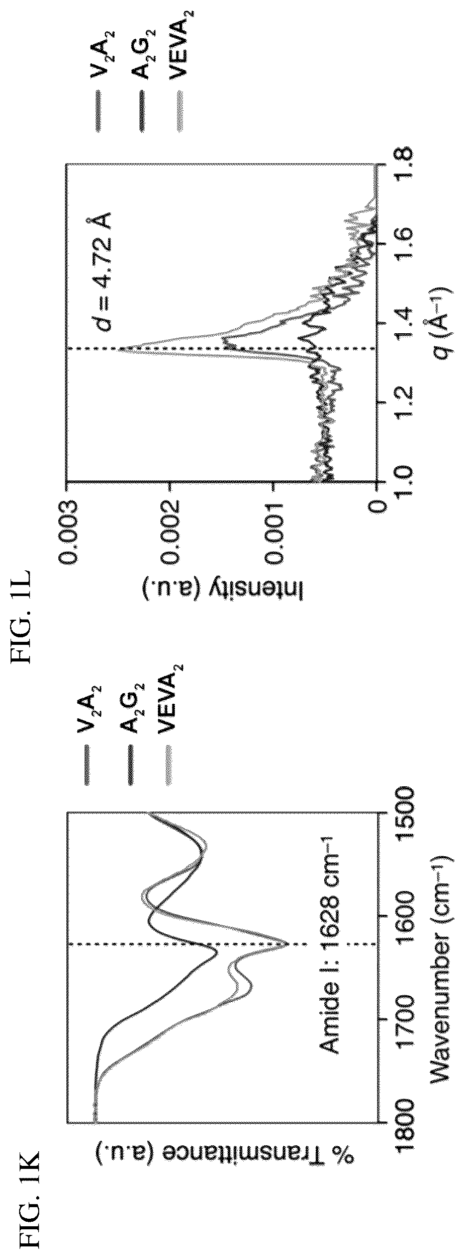 Patent US12552833 Figure 2 – Dynamics within supramolecuar IKVAV matrices enhance functional maturation of human IPSCS-derived neurons and regeneration