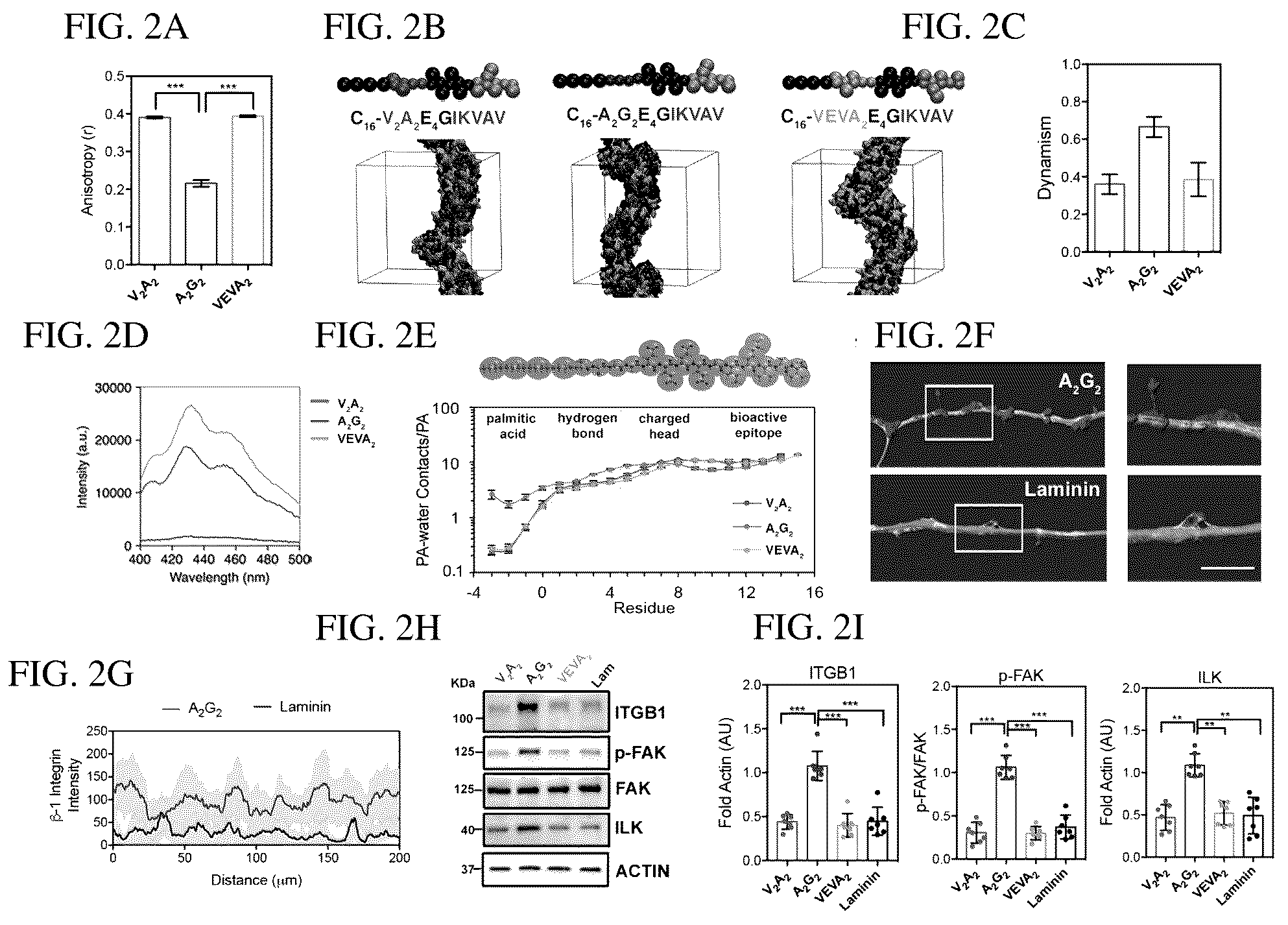 Patent US12552833 Figure 3 – Dynamics within supramolecuar IKVAV matrices enhance functional maturation of human IPSCS-derived neurons and regeneration