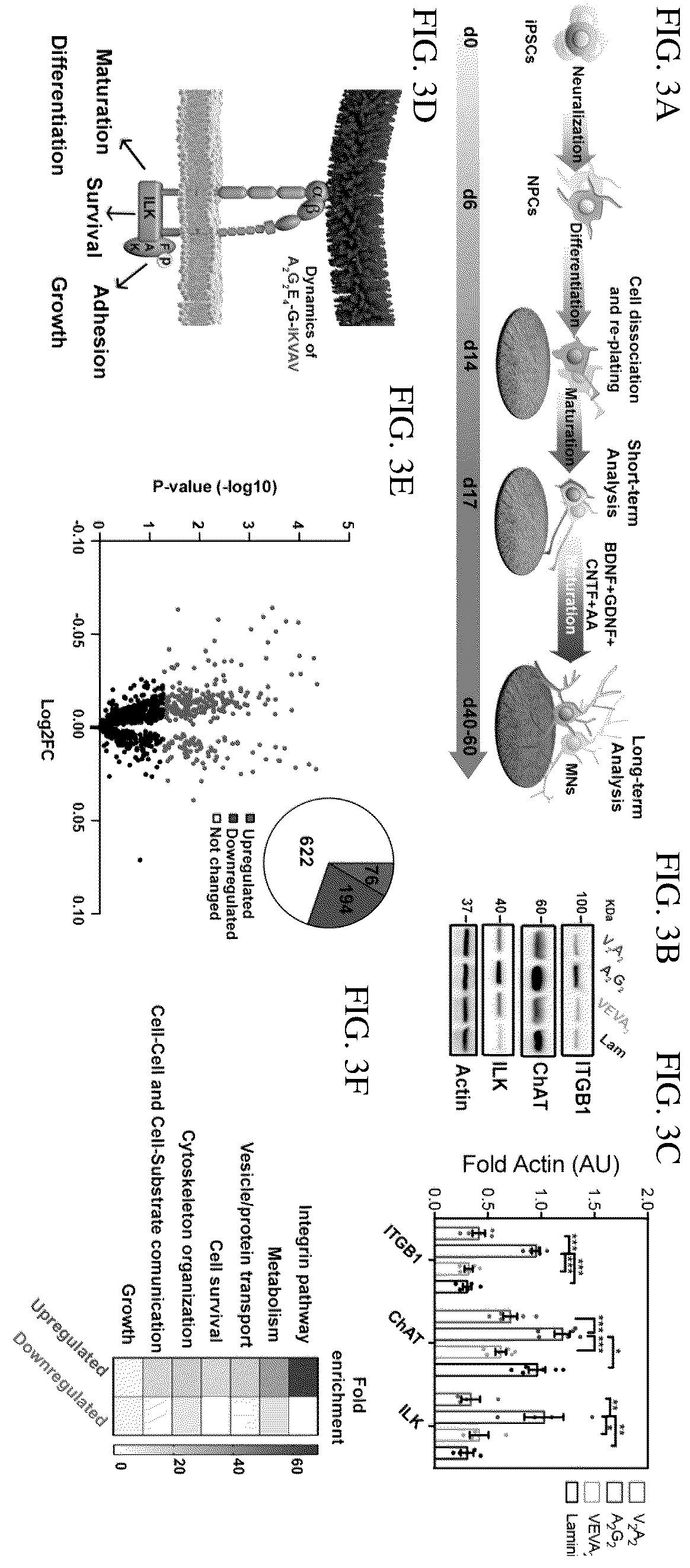Patent US12552833 Figure 4 – Dynamics within supramolecuar IKVAV matrices enhance functional maturation of human IPSCS-derived neurons and regeneration