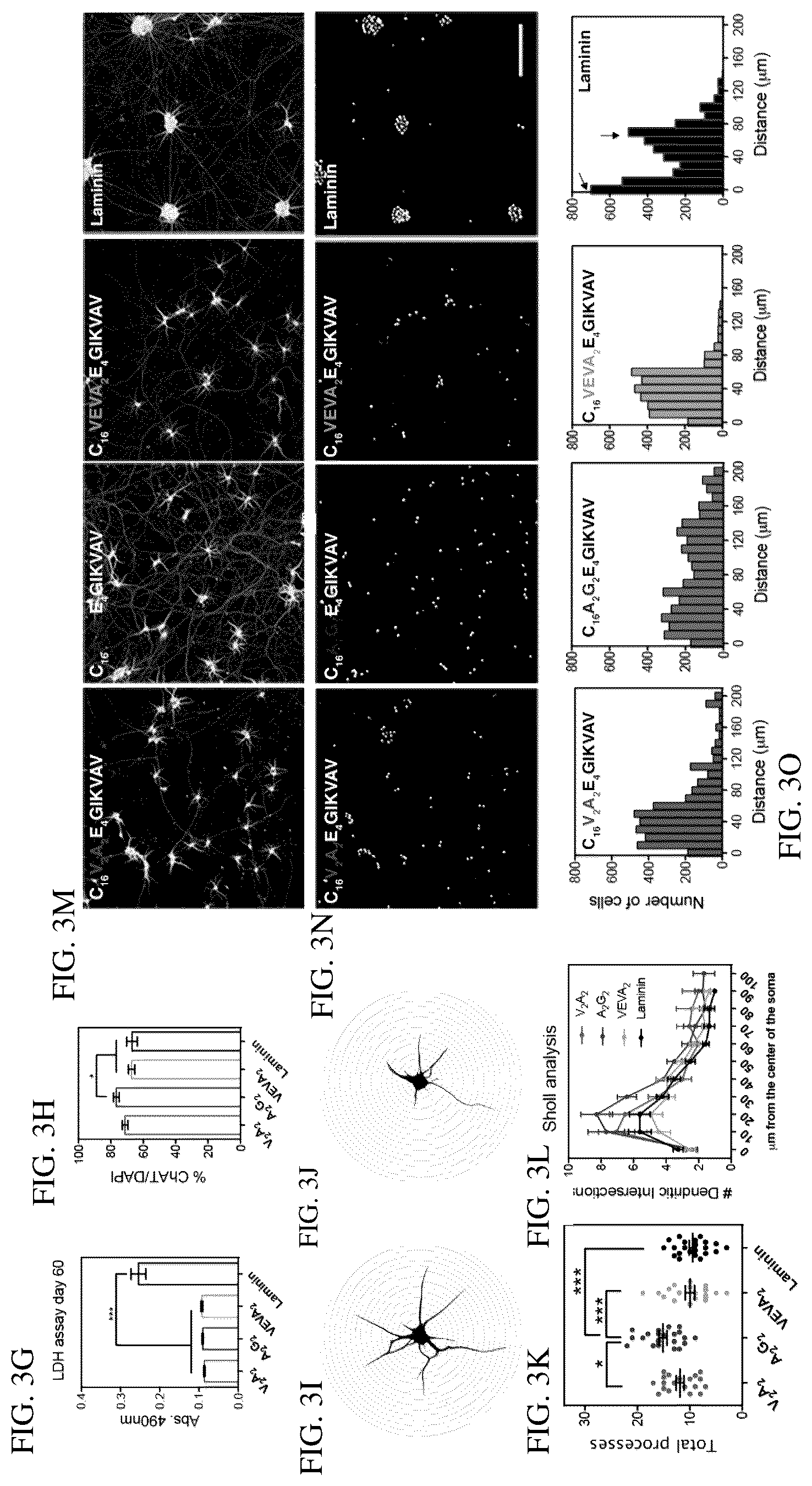 Patent US12552833 Figure 5 – Dynamics within supramolecuar IKVAV matrices enhance functional maturation of human IPSCS-derived neurons and regeneration
