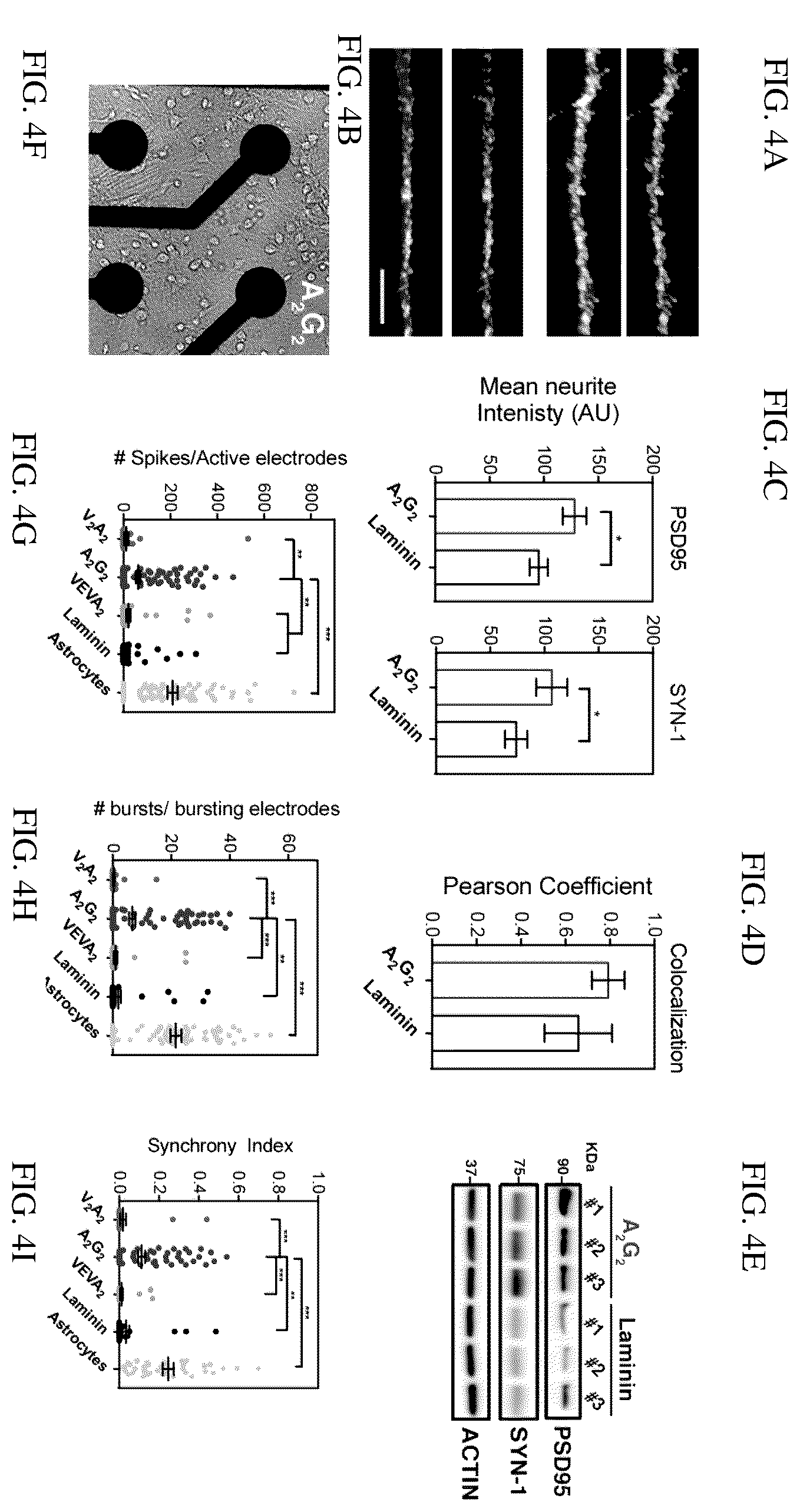 Patent US12552833 Figure 6 – Dynamics within supramolecuar IKVAV matrices enhance functional maturation of human IPSCS-derived neurons and regeneration
