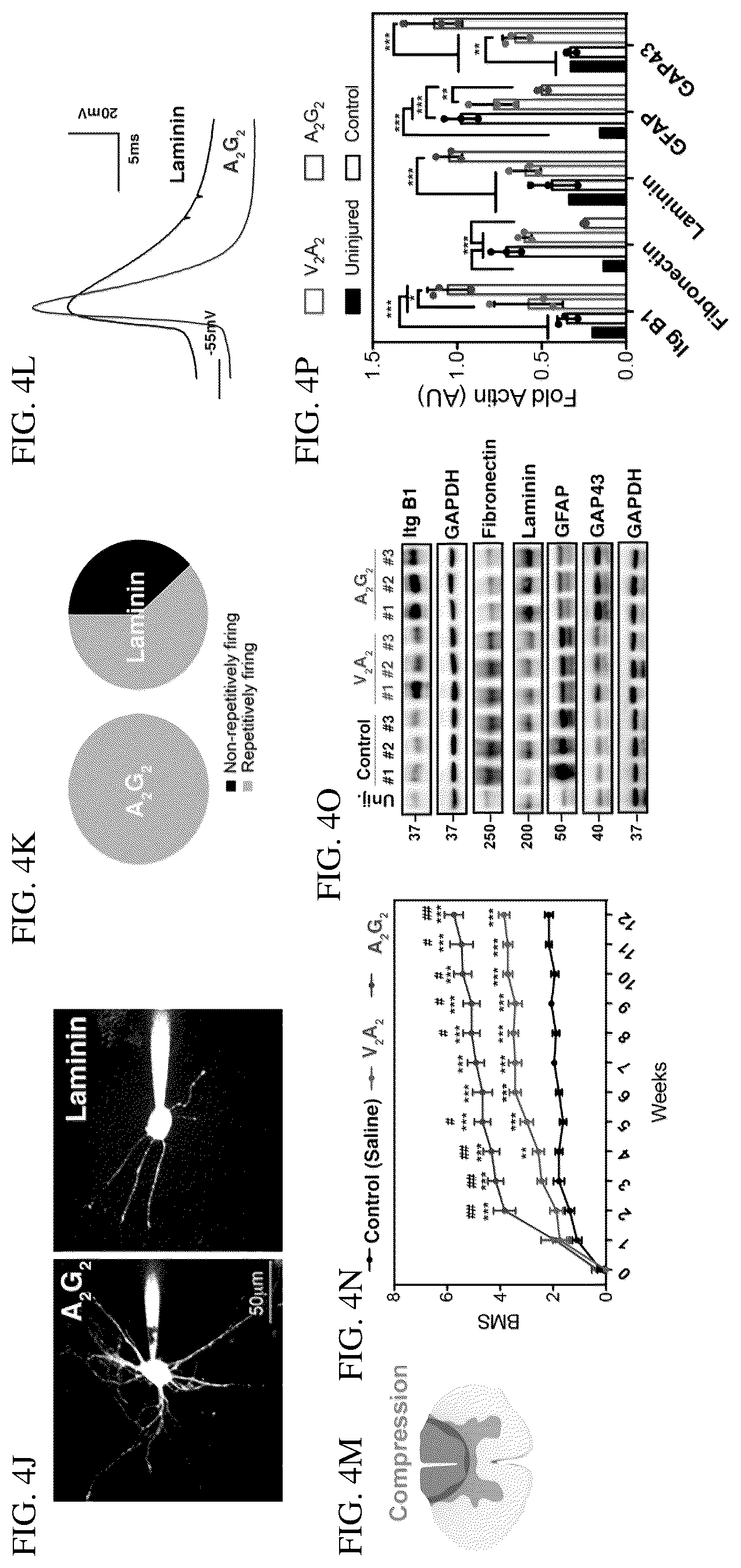 Patent US12552833 Figure 7 – Dynamics within supramolecuar IKVAV matrices enhance functional maturation of human IPSCS-derived neurons and regeneration