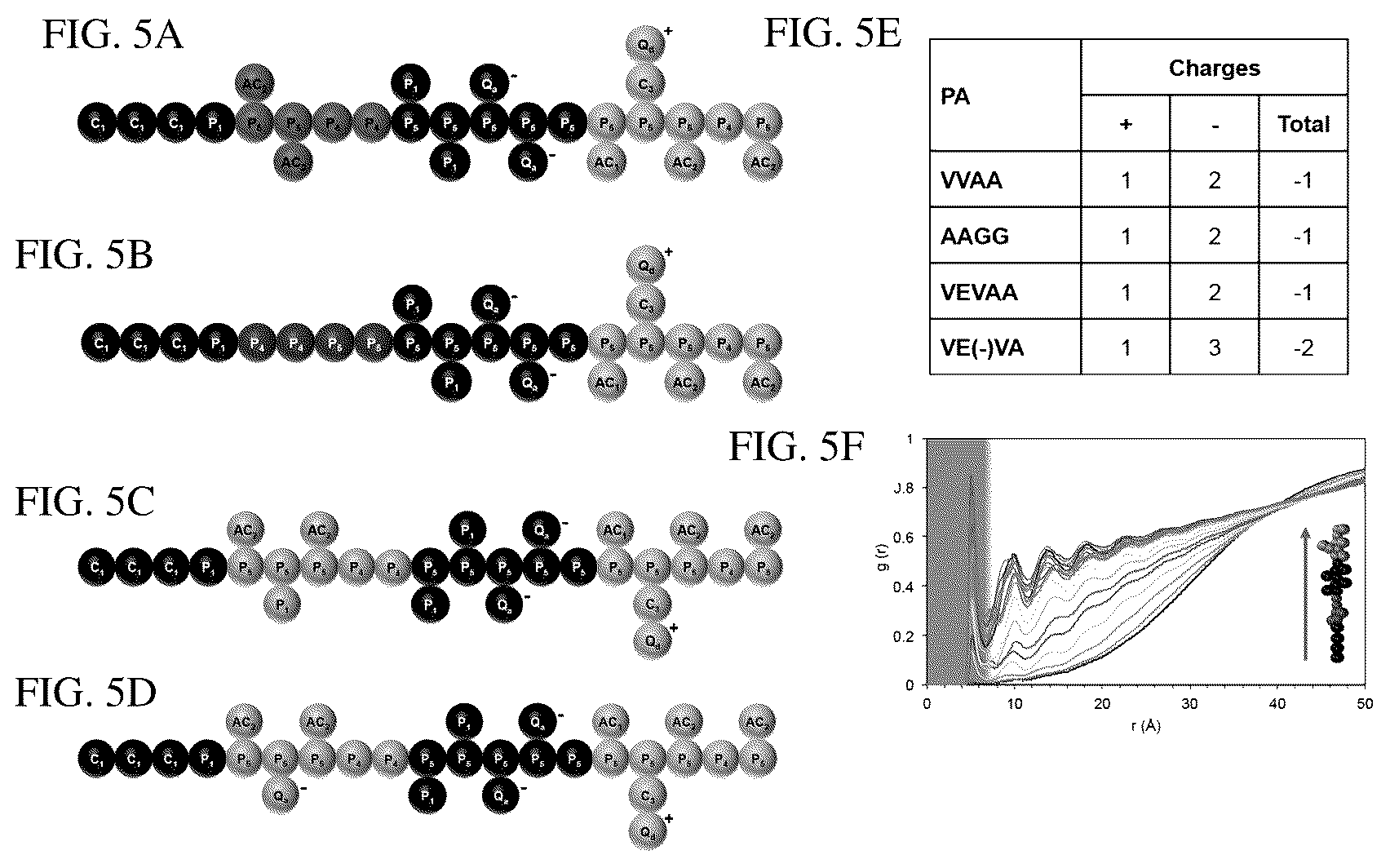 Patent US12552833 Figure 8 – Dynamics within supramolecuar IKVAV matrices enhance functional maturation of human IPSCS-derived neurons and regeneration