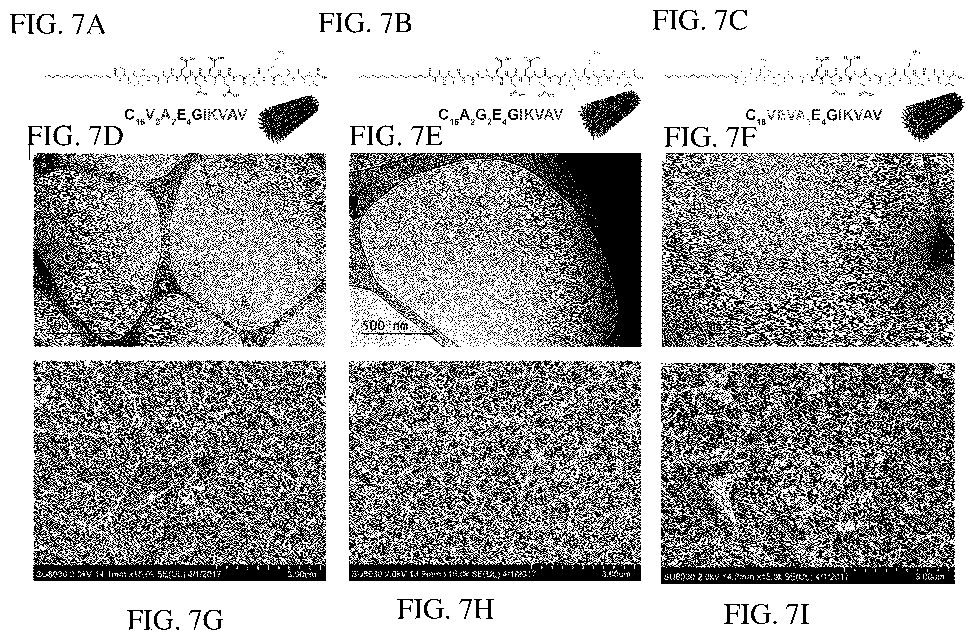 Patent US12552833 Figure 10 – Dynamics within supramolecuar IKVAV matrices enhance functional maturation of human IPSCS-derived neurons and regeneration