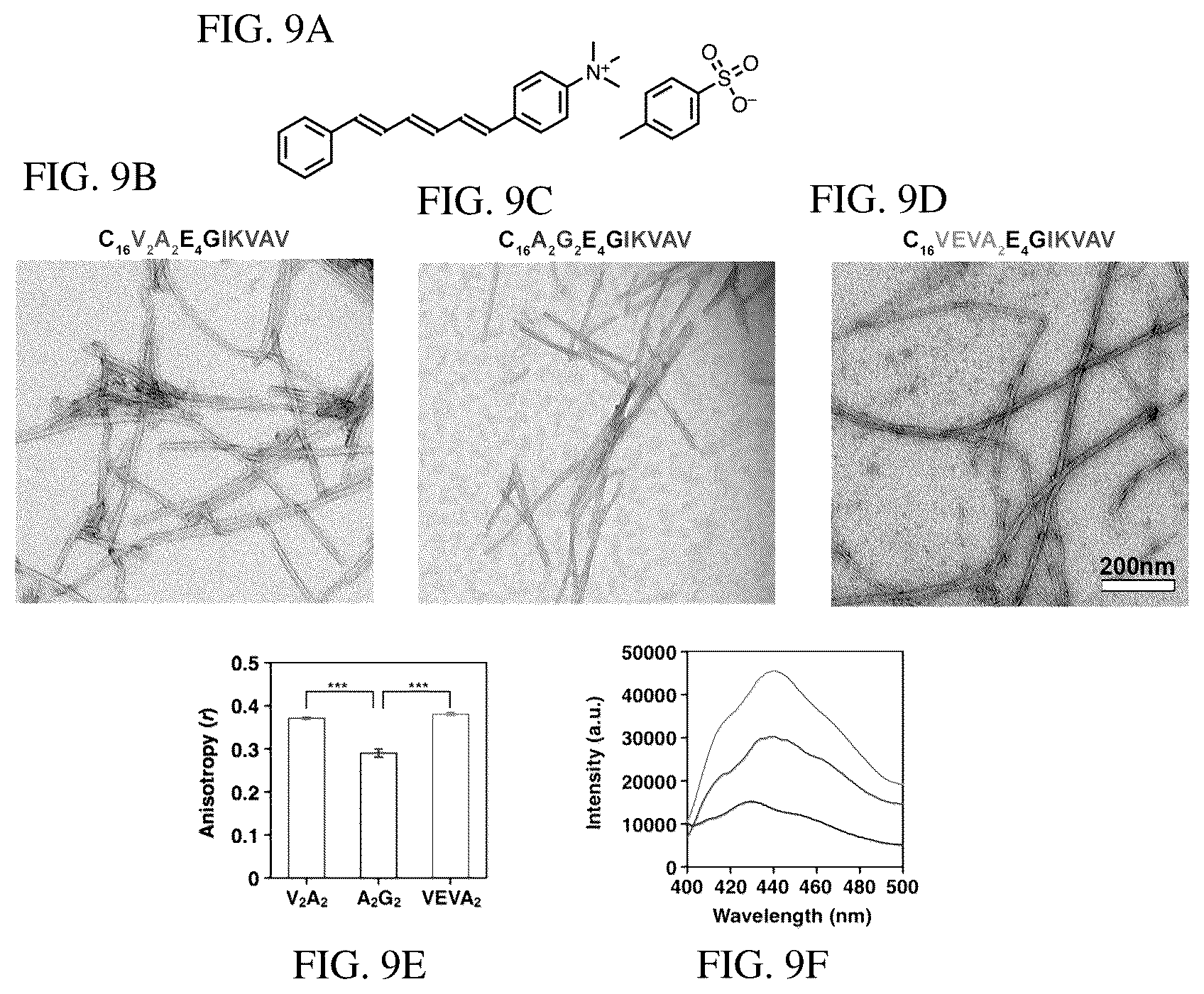 Patent US12552833 Figure 12 – Dynamics within supramolecuar IKVAV matrices enhance functional maturation of human IPSCS-derived neurons and regeneration