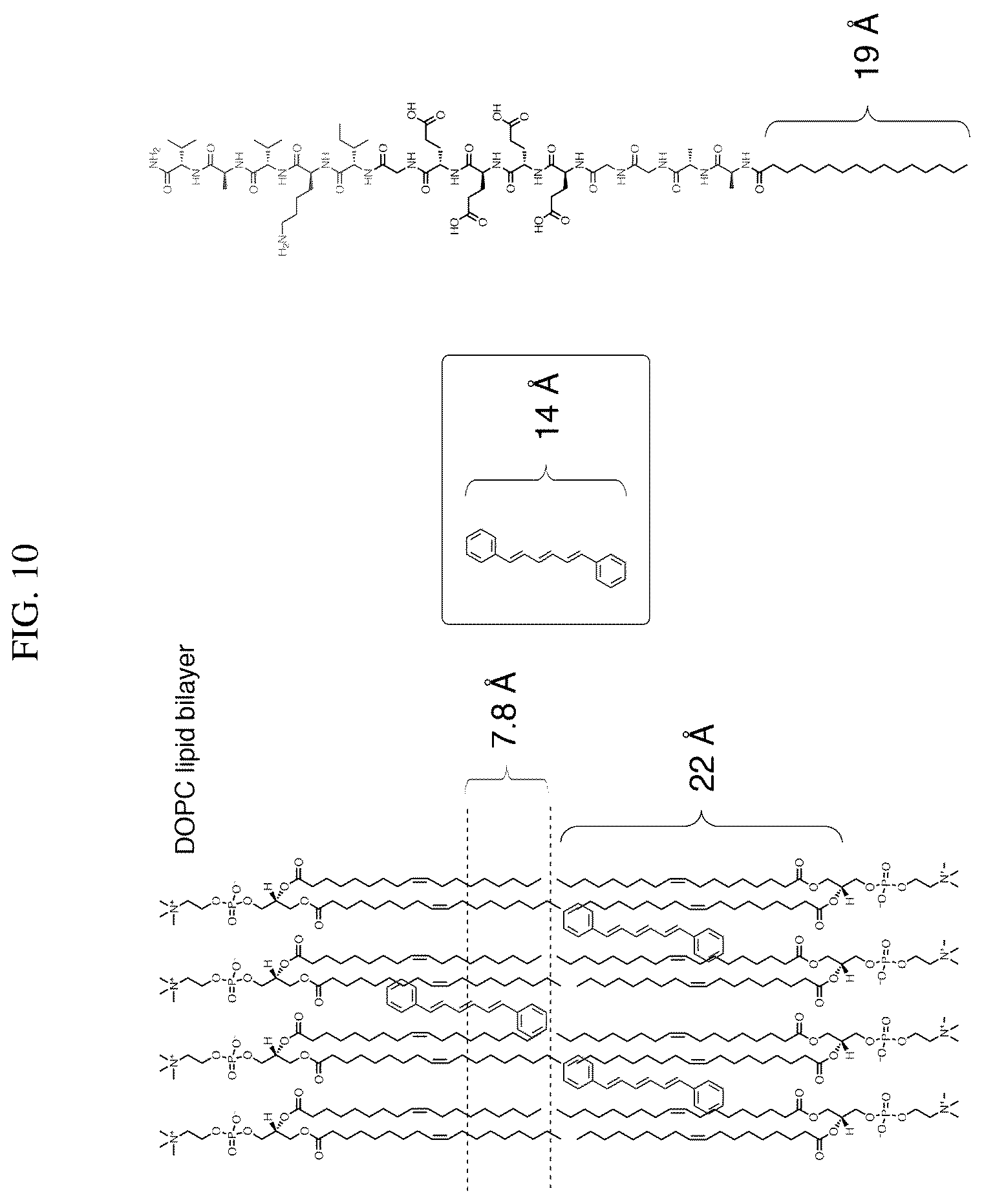 Patent US12552833 Figure 13 – Dynamics within supramolecuar IKVAV matrices enhance functional maturation of human IPSCS-derived neurons and regeneration