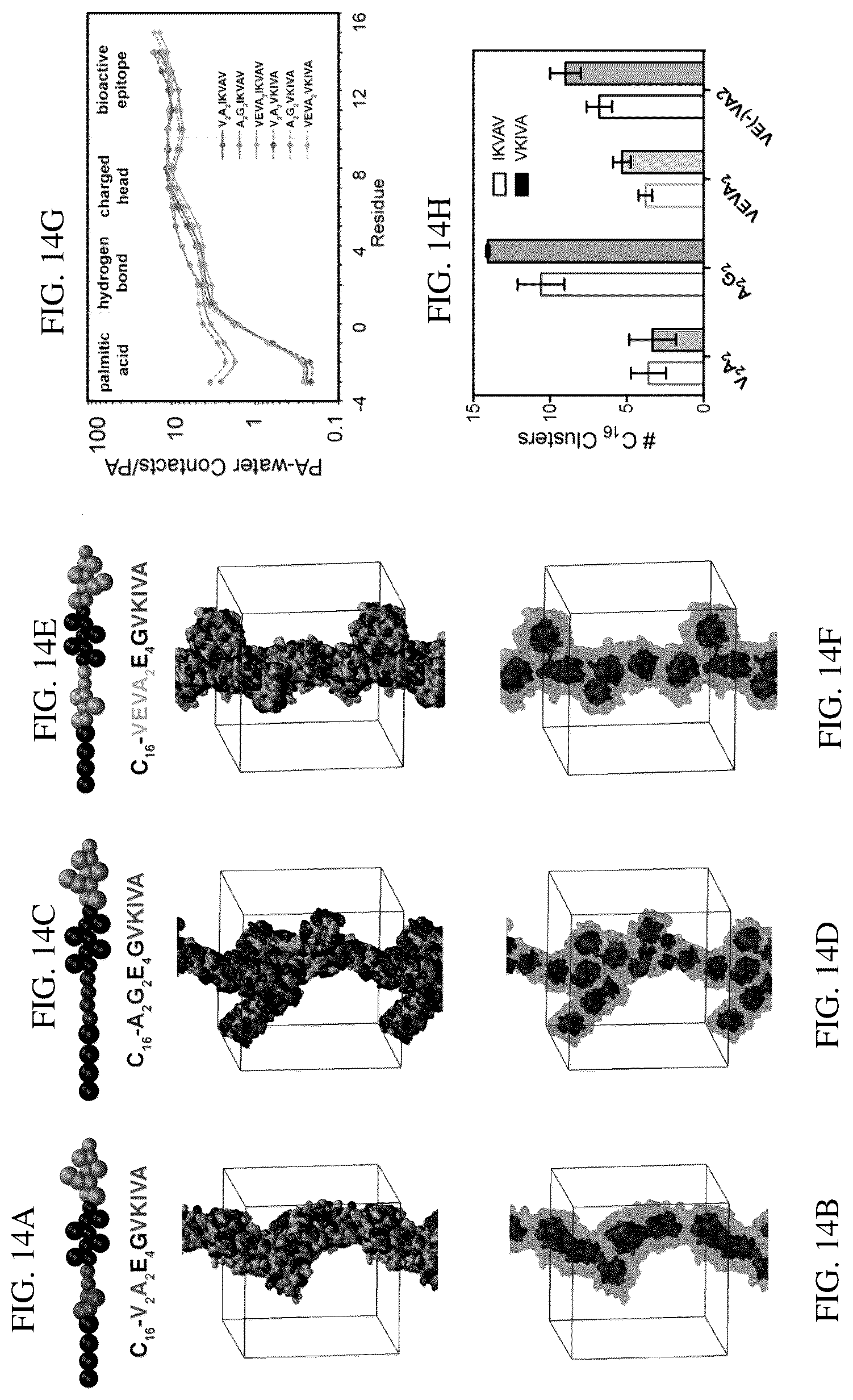 Patent US12552833 Figure 17 – Dynamics within supramolecuar IKVAV matrices enhance functional maturation of human IPSCS-derived neurons and regeneration