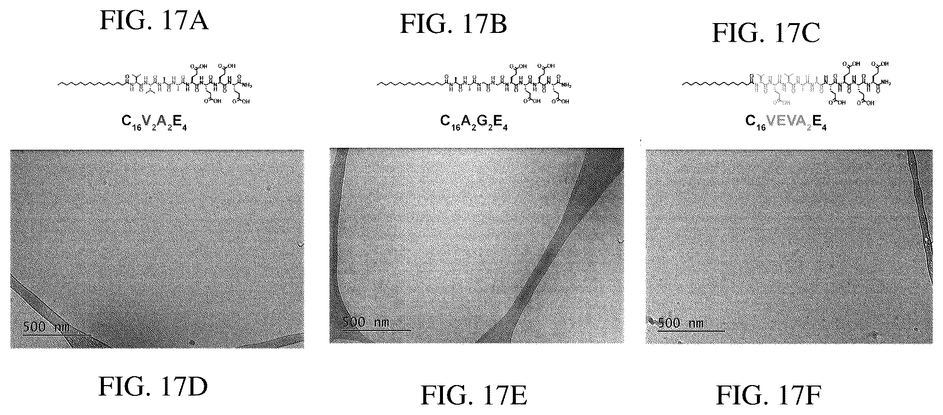 Patent US12552833 Figure 20 – Dynamics within supramolecuar IKVAV matrices enhance functional maturation of human IPSCS-derived neurons and regeneration