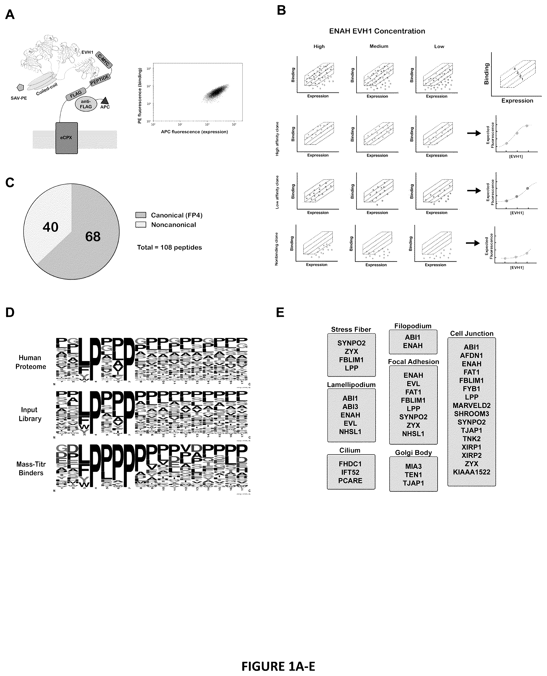 Patent US12552834 — Selective MENA binding peptides — Figure 1