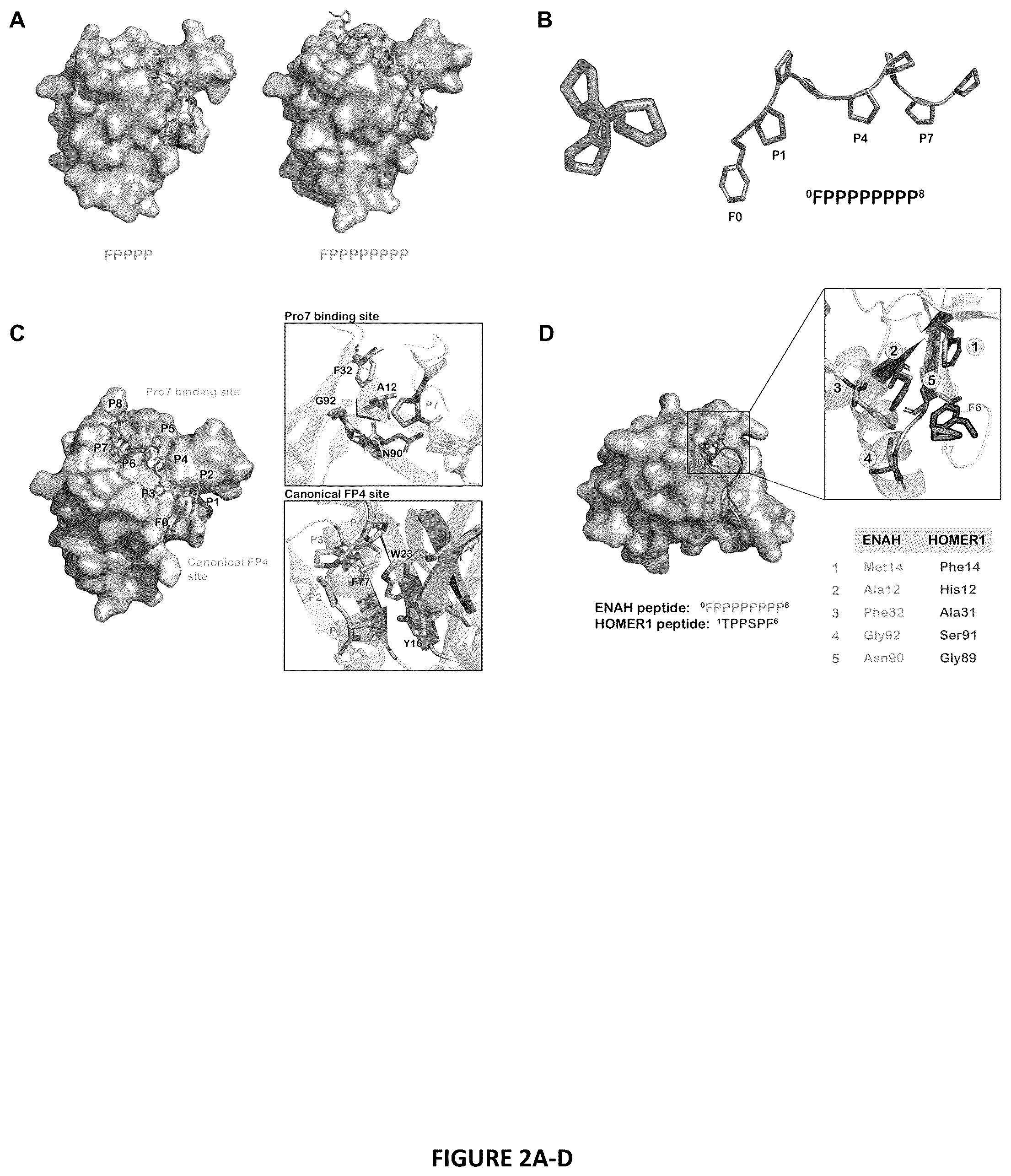 Patent US12552834 Figure 2 – Selective MENA binding peptides