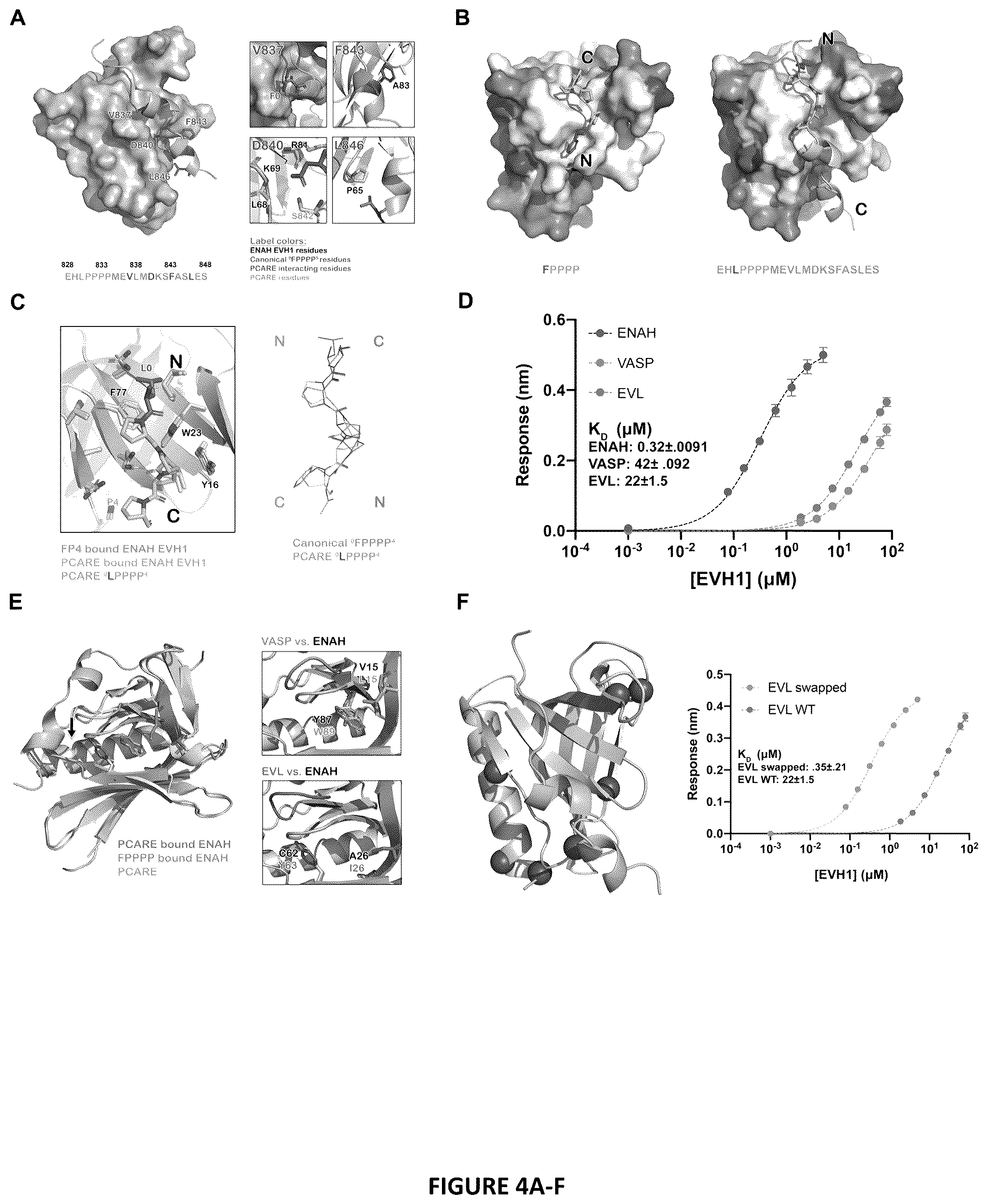 Patent US12552834 Figure 4 – Selective MENA binding peptides