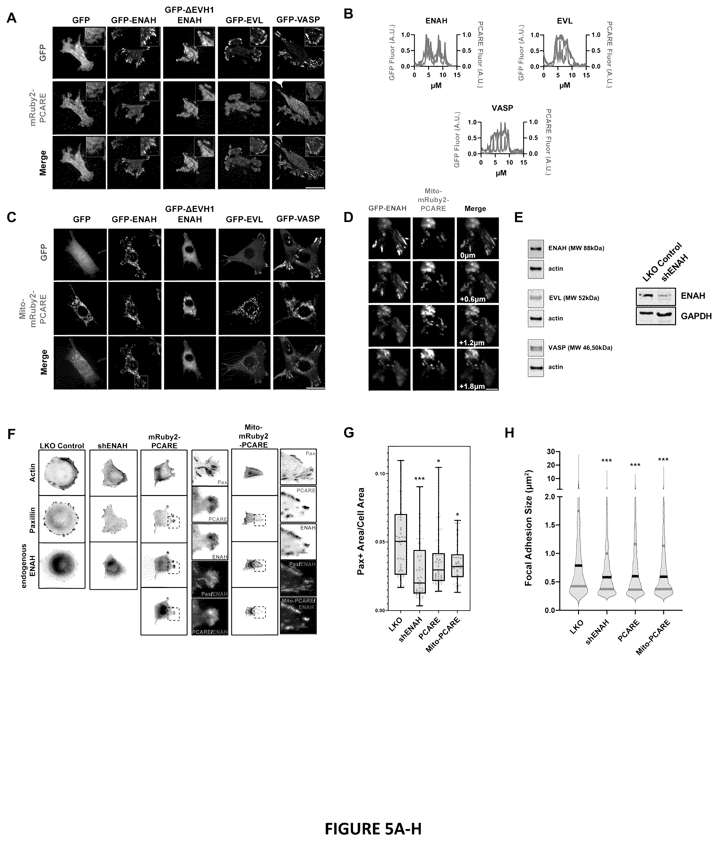 Patent US12552834 Figure 5 – Selective MENA binding peptides