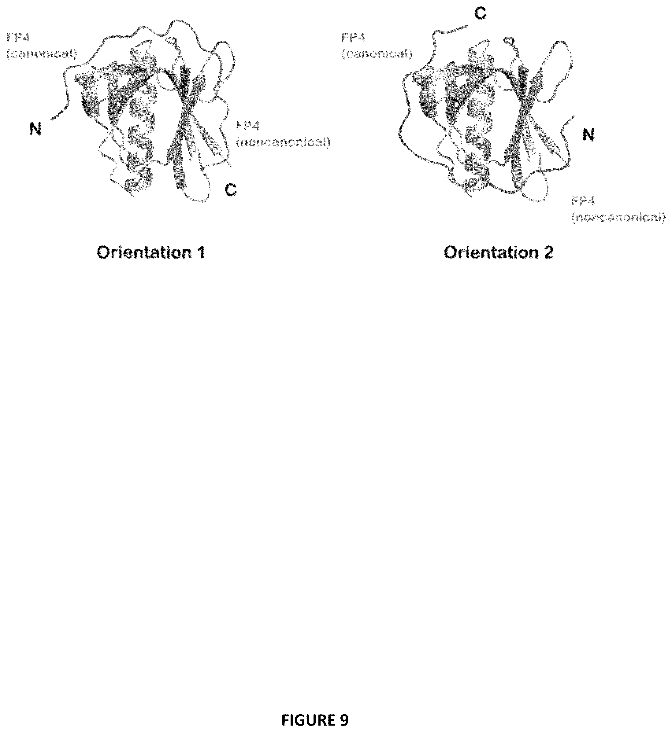 Patent US12552834 Figure 9 – Selective MENA binding peptides
