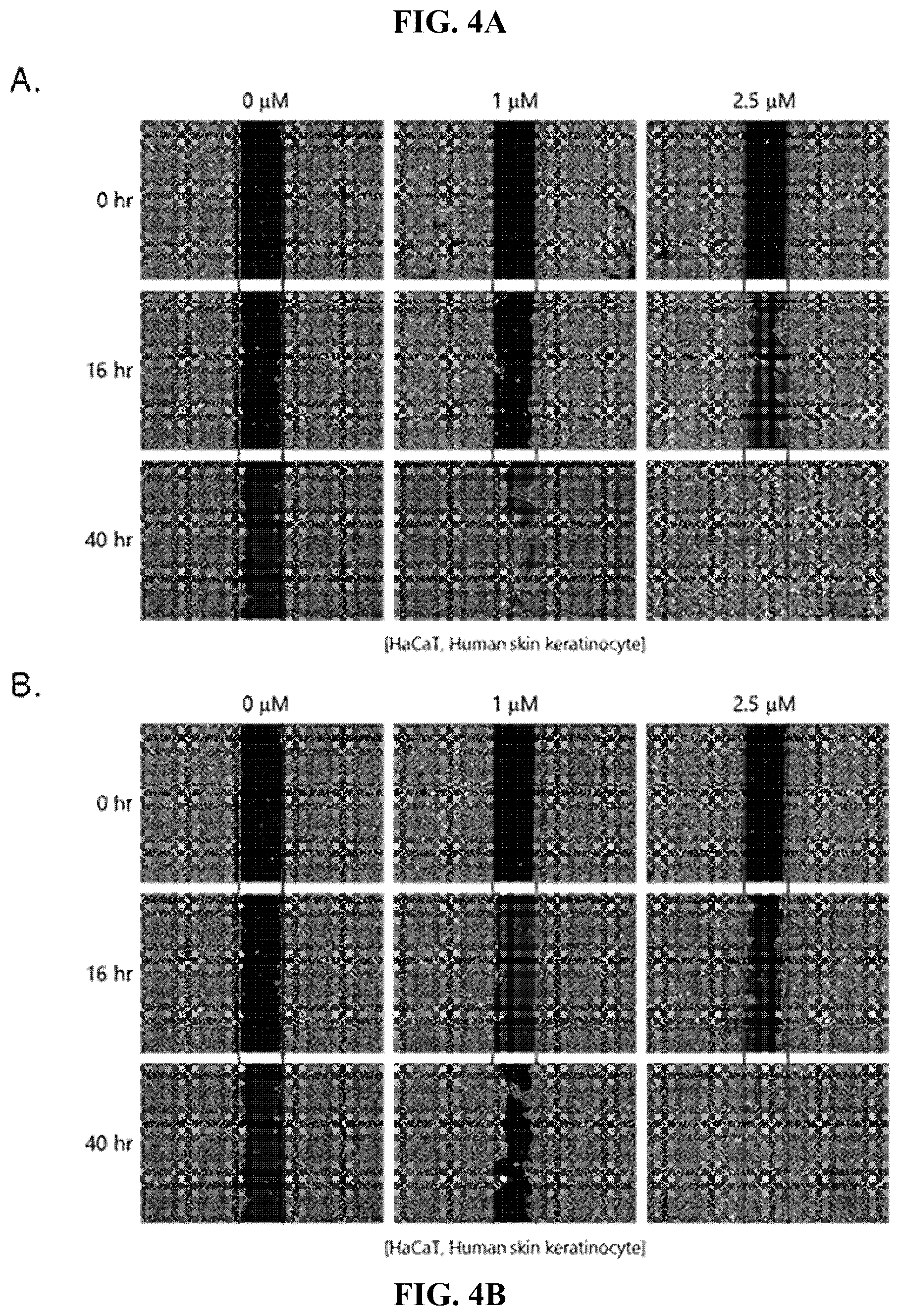 Patent US12552835 Figure 4 – Composition comprising Regentide-012 or Regentide-013 for improving skin condition