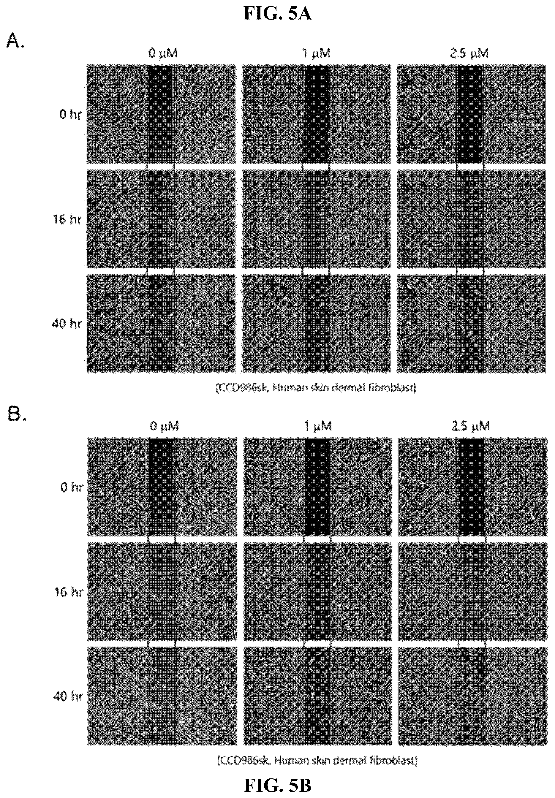 Patent US12552835 Figure 5 – Composition comprising Regentide-012 or Regentide-013 for improving skin condition
