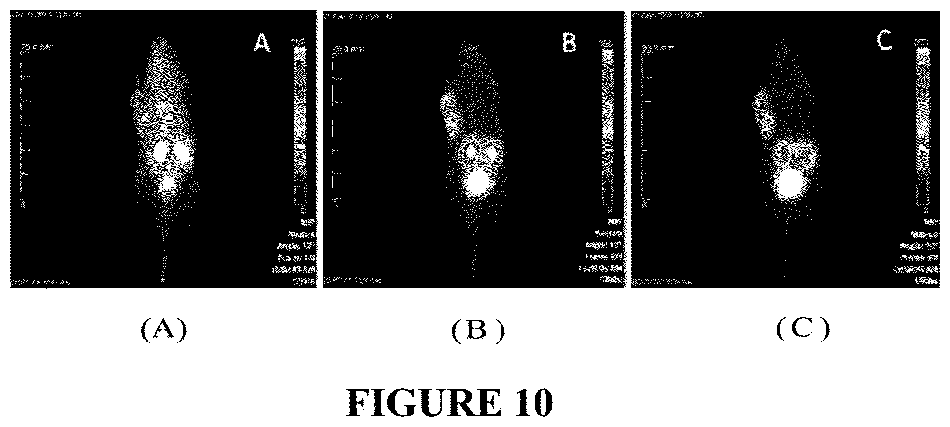 Patent US12552837 Figure 10 – Bicyclic peptide ligands with detectable moieties and uses thereof