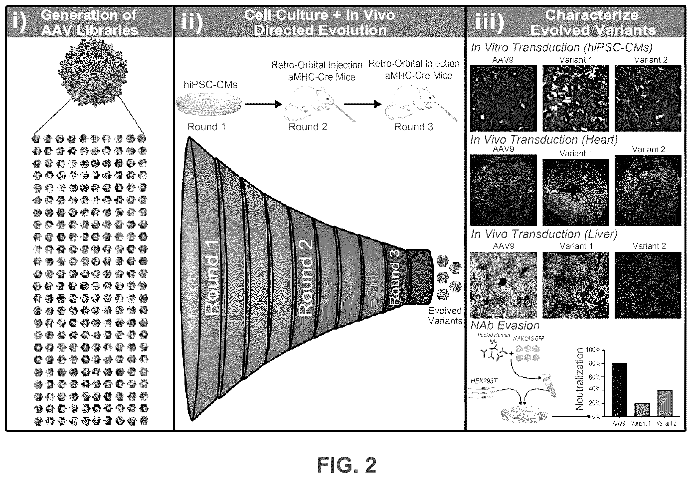 Patent US12552838 Figure 2 – Adeno-associated virus with engineered capsid