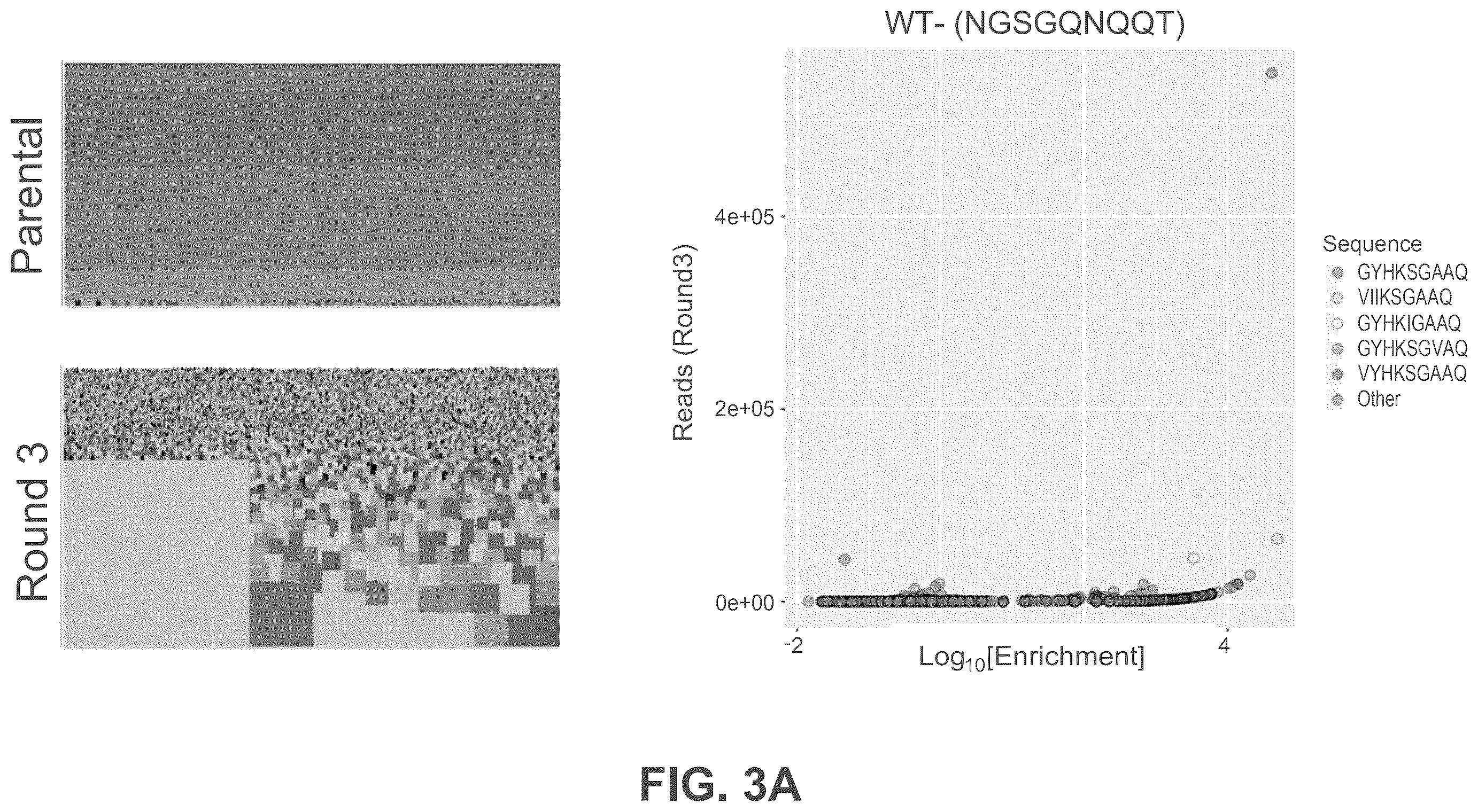 Patent US12552838 Figure 3 – Adeno-associated virus with engineered capsid