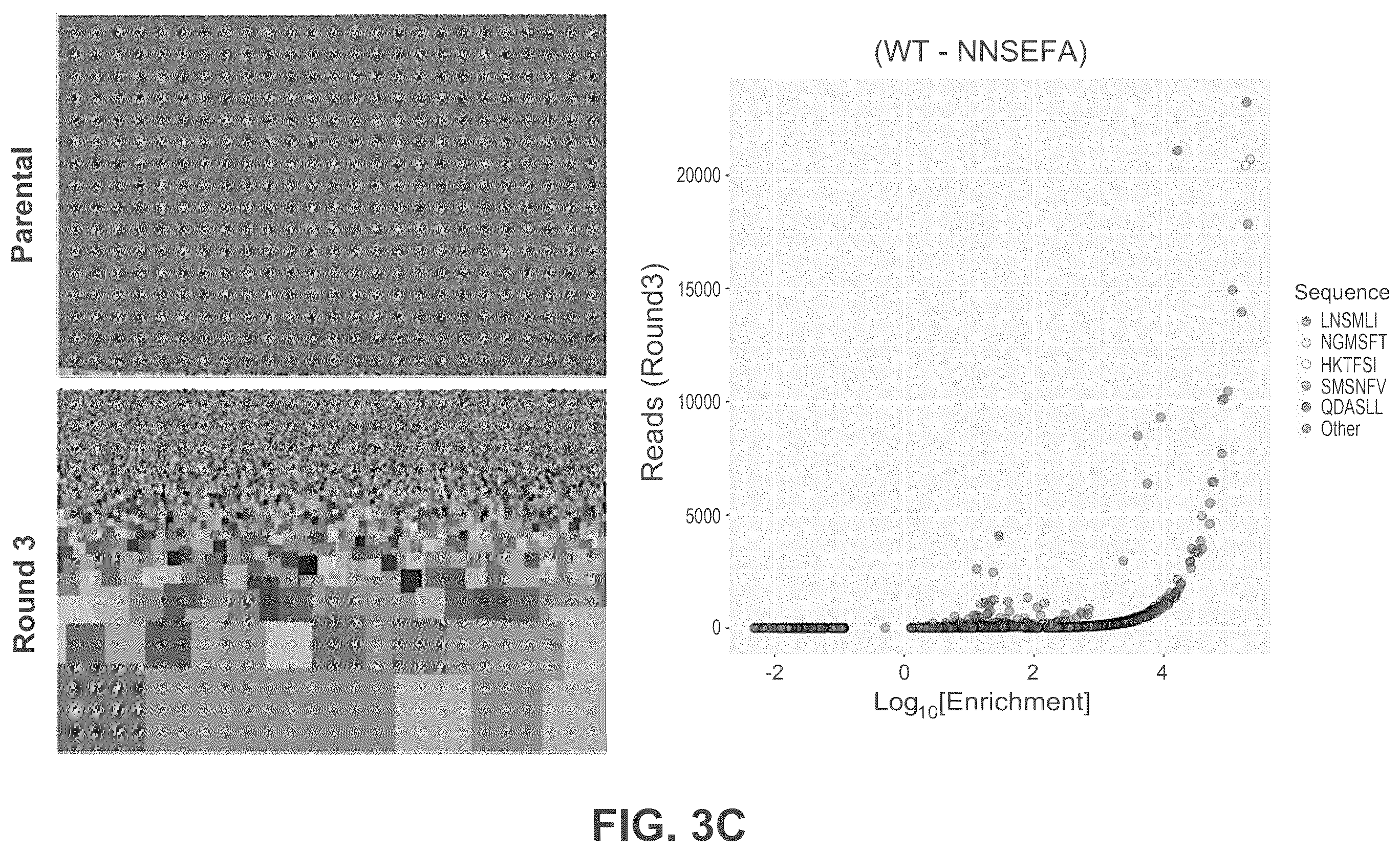 Patent US12552838 Figure 5 – Adeno-associated virus with engineered capsid