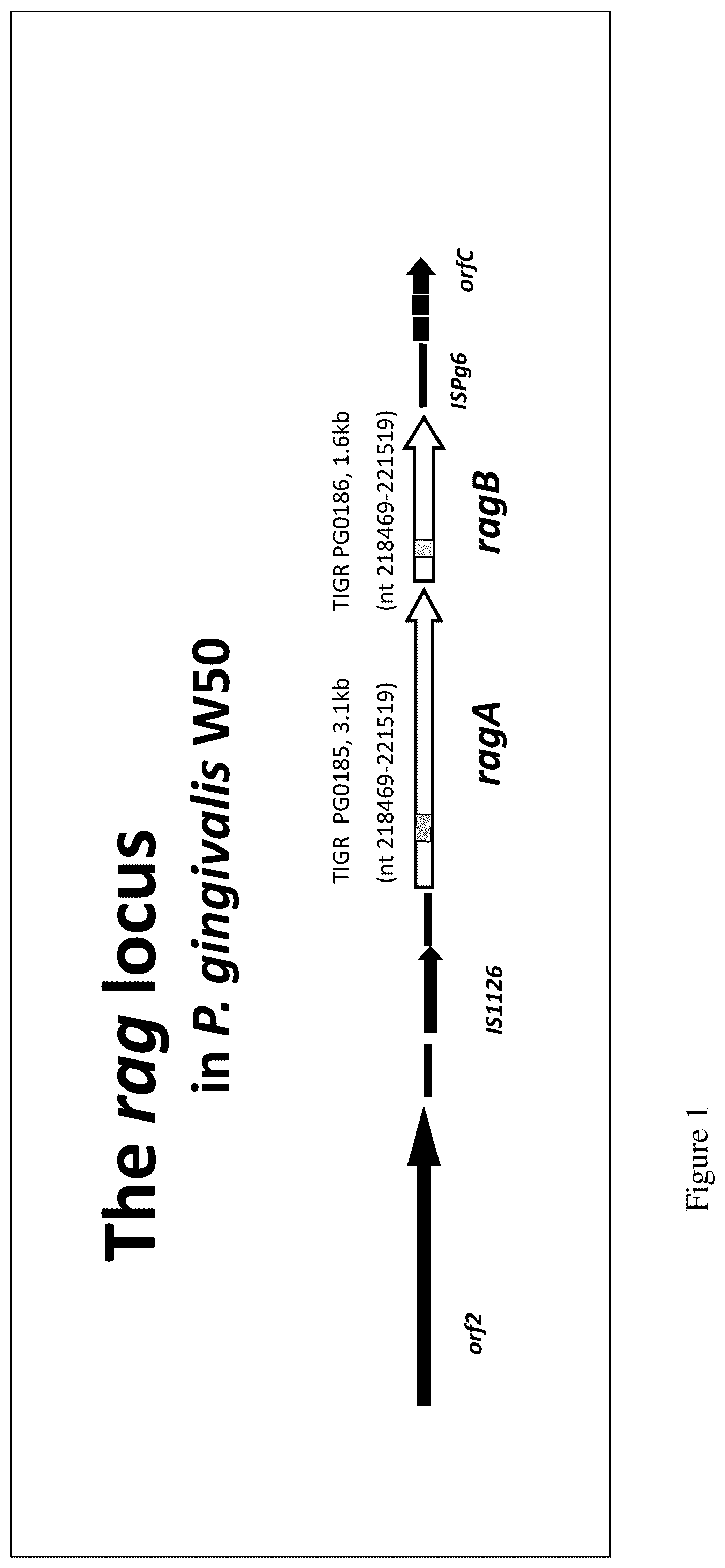 Patent US12552841 Figure 1 – CRA4S1 gene, encoded CRA4S1 protein, and application