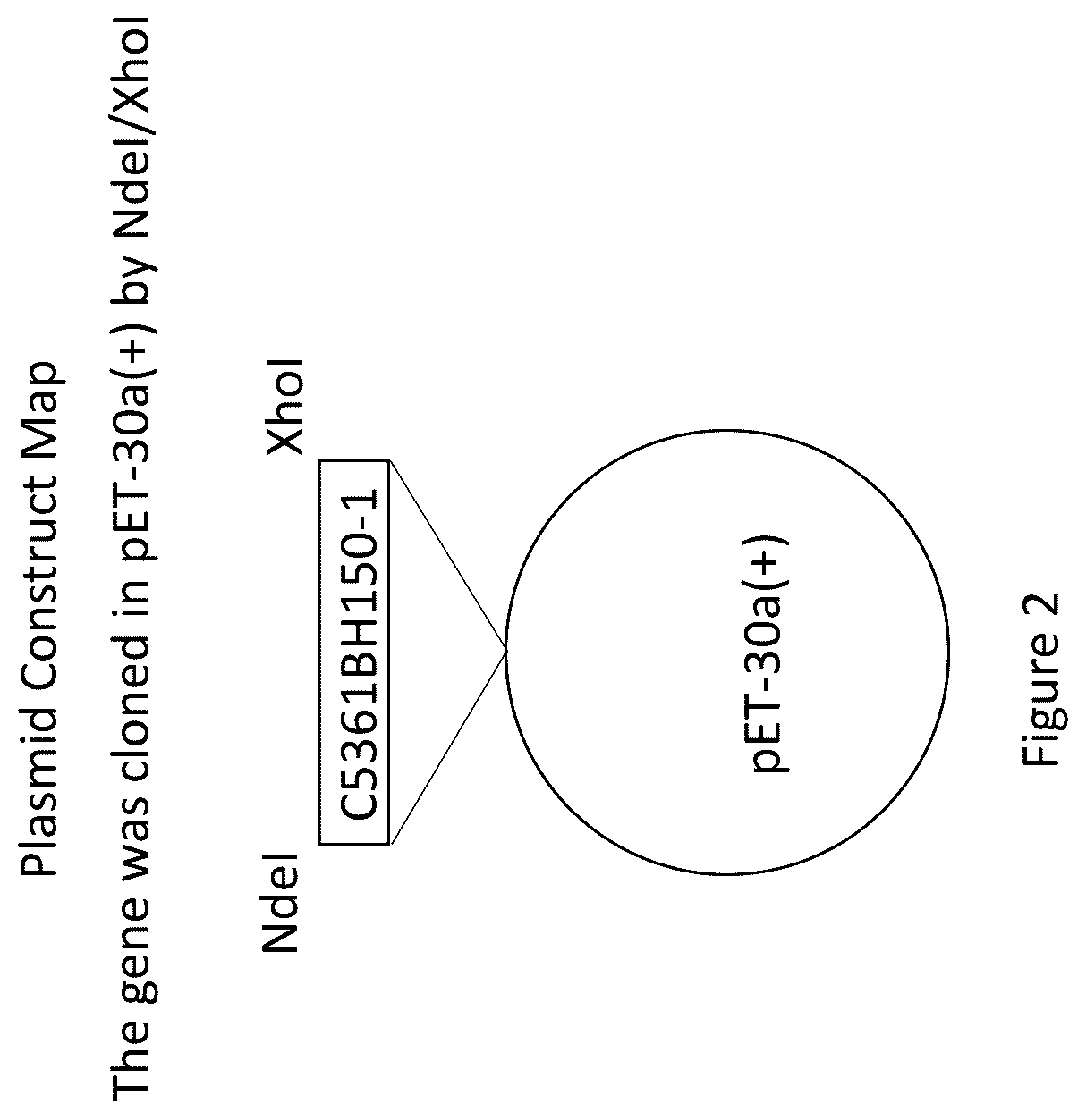 Patent US12552841 Figure 2 – CRA4S1 gene, encoded CRA4S1 protein, and application