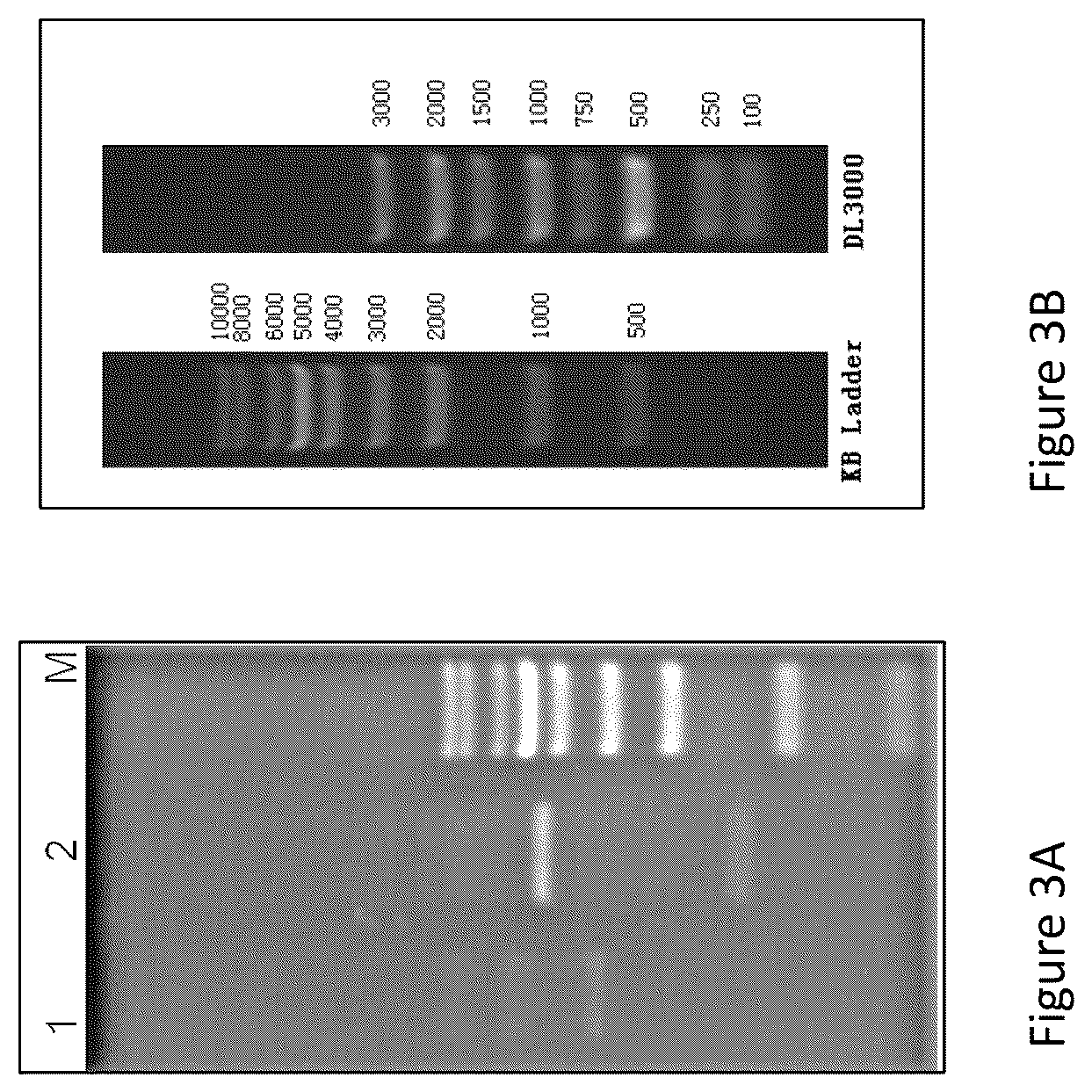 Patent US12552841 Figure 3 – CRA4S1 gene, encoded CRA4S1 protein, and application