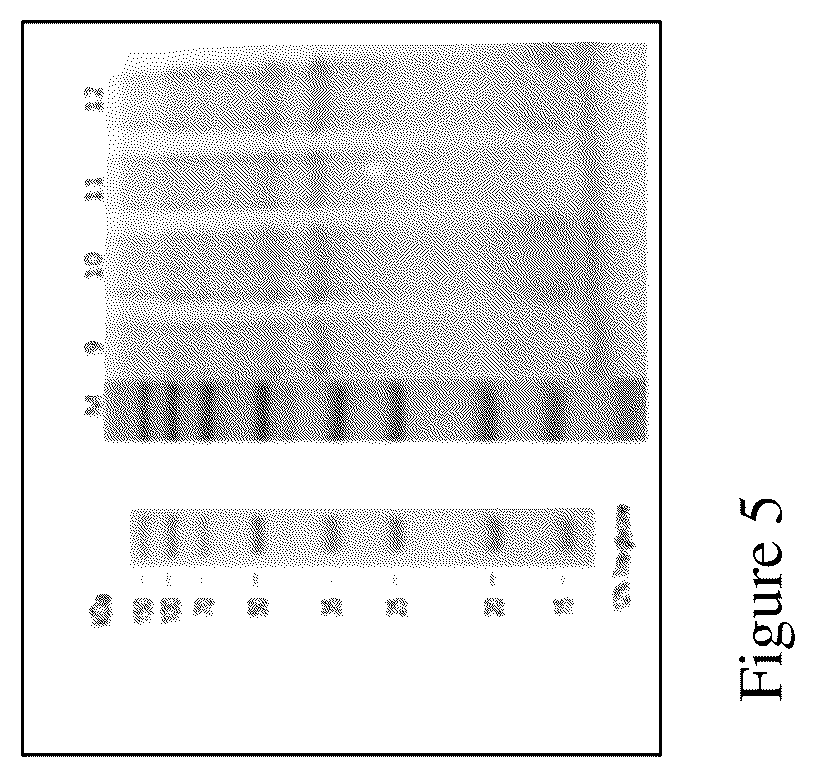 Patent US12552841 Figure 5 – CRA4S1 gene, encoded CRA4S1 protein, and application