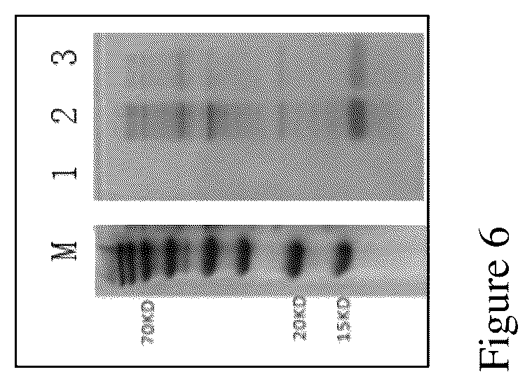 Patent US12552841 Figure 6 – CRA4S1 gene, encoded CRA4S1 protein, and application
