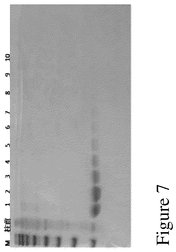 Patent US12552841 Figure 7 – CRA4S1 gene, encoded CRA4S1 protein, and application